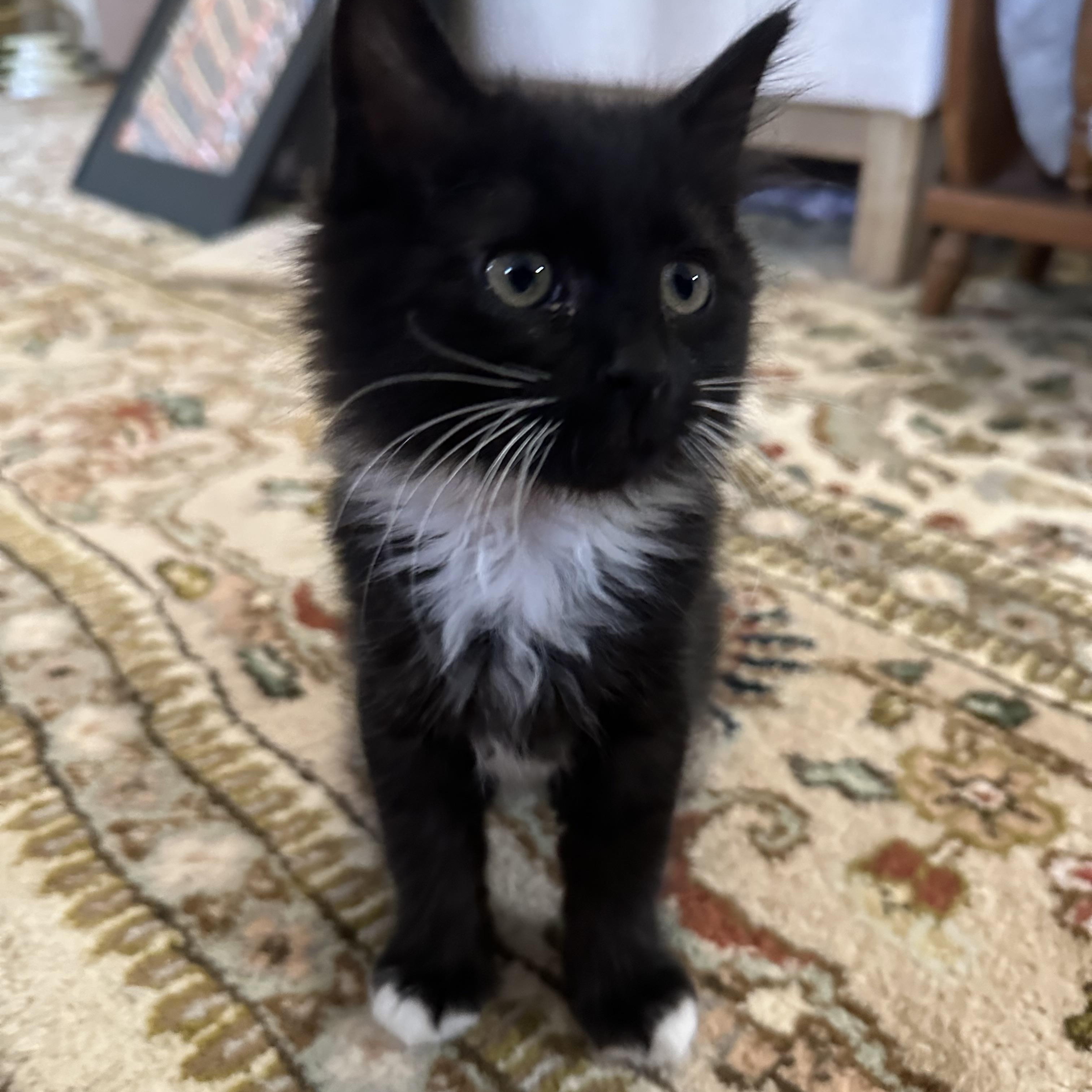 Audrey, adopted, Kitten Female Domestic Long Hair.