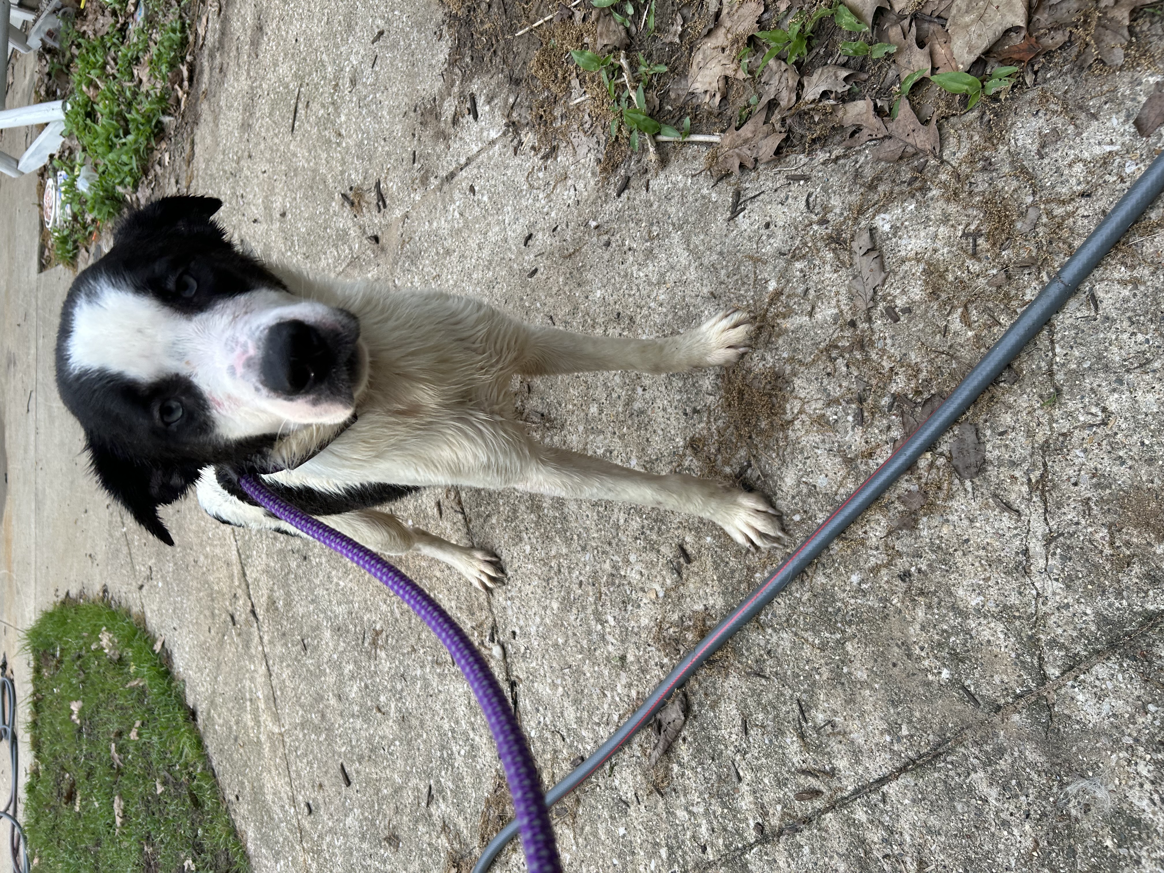 Maverick, Adoptable, Adult Male Husky & Mixed Breed.