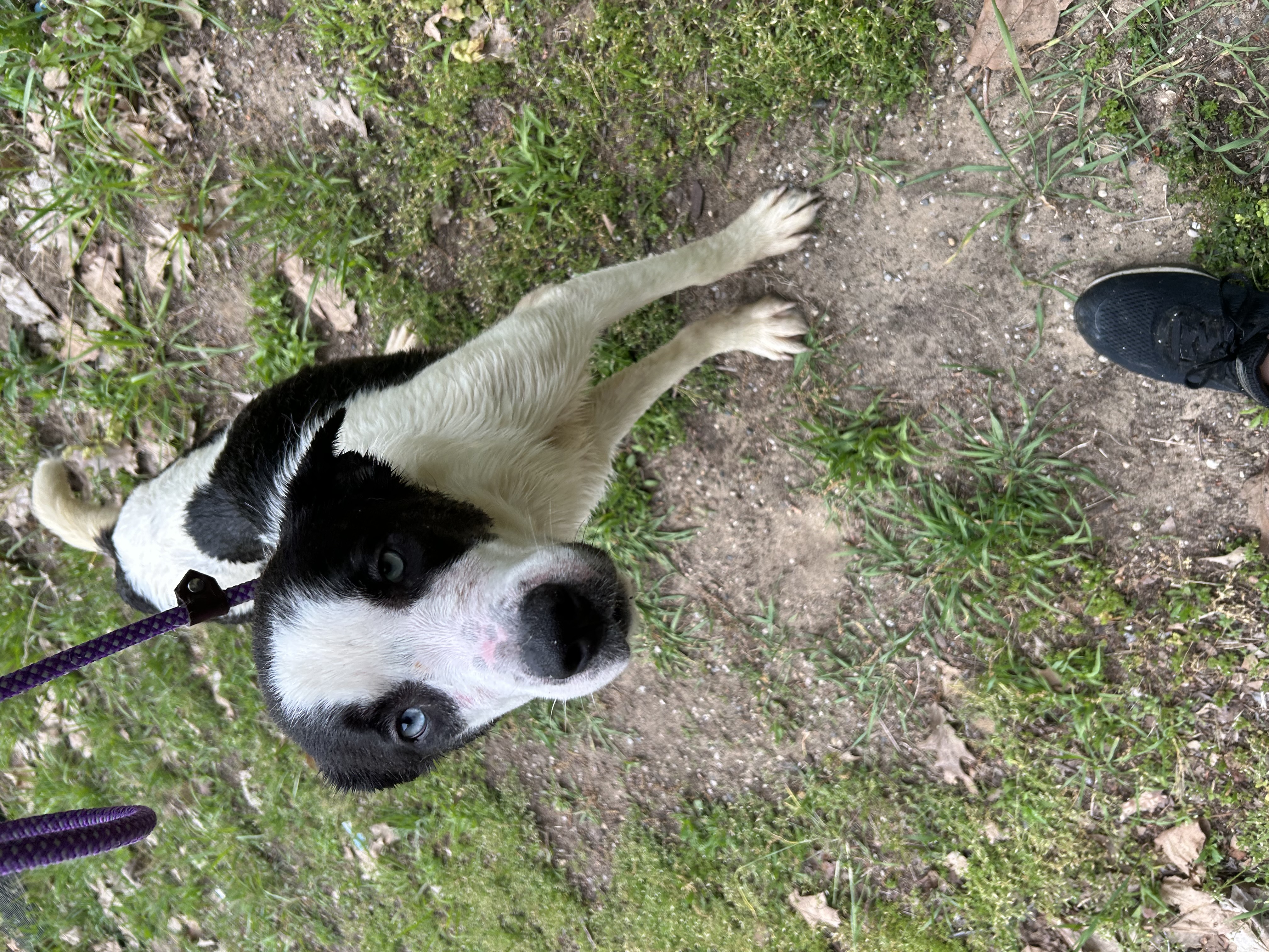 Maverick, a Adoptable mixed breed in fennville, MI image 2/6