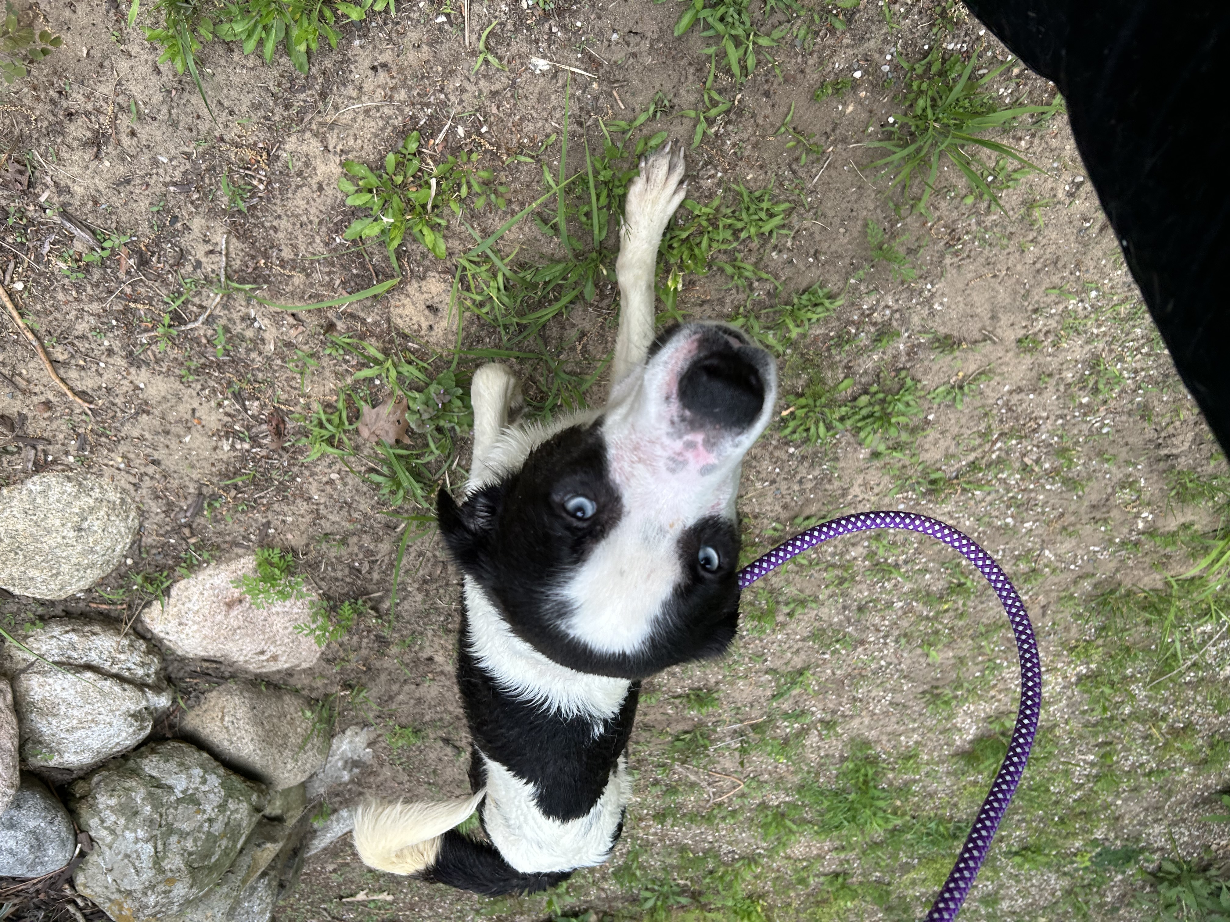Maverick, a Adoptable mixed breed in fennville, MI image 3/6