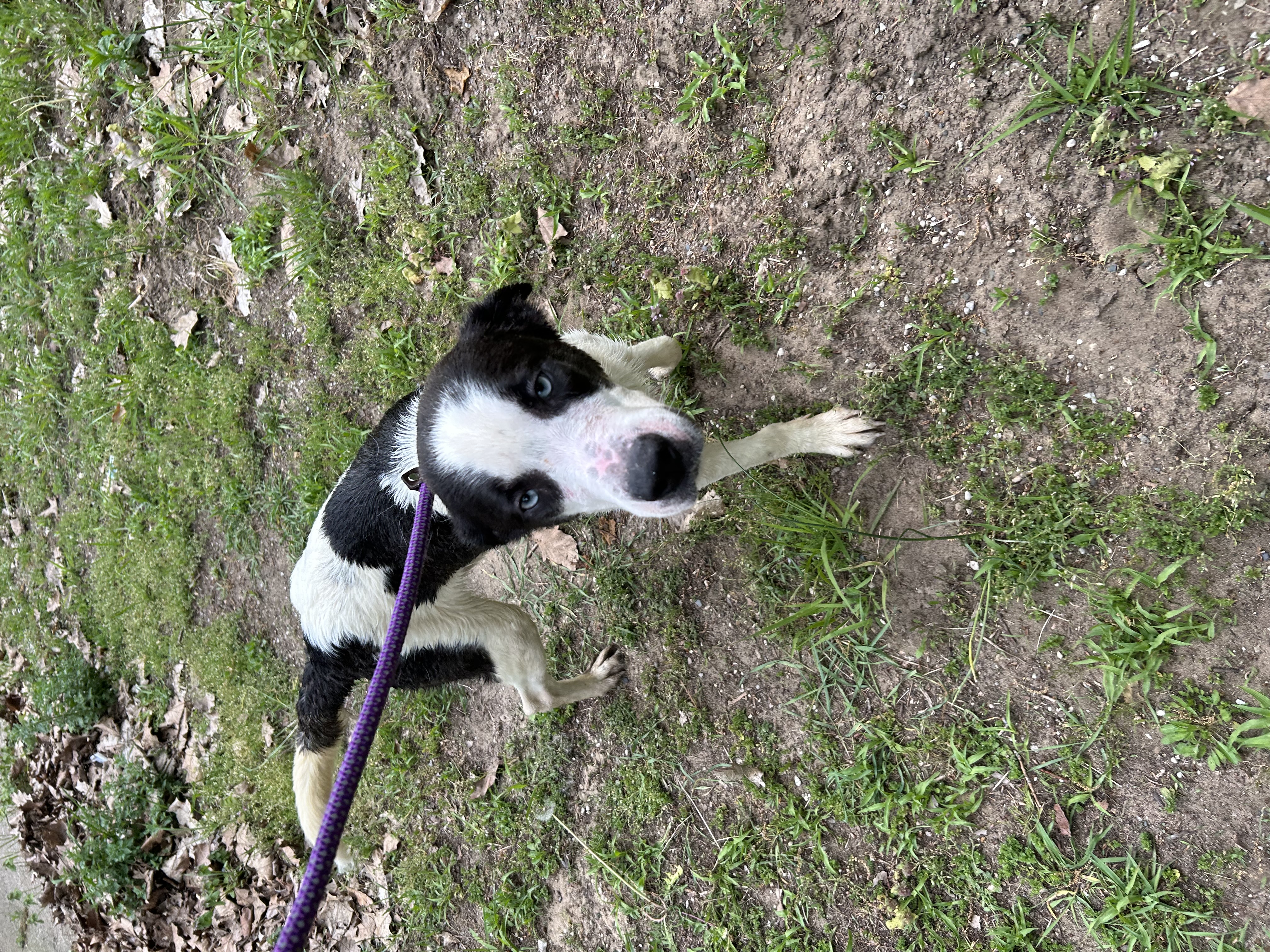 Maverick, a Adoptable mixed breed in fennville, MI image 4/6