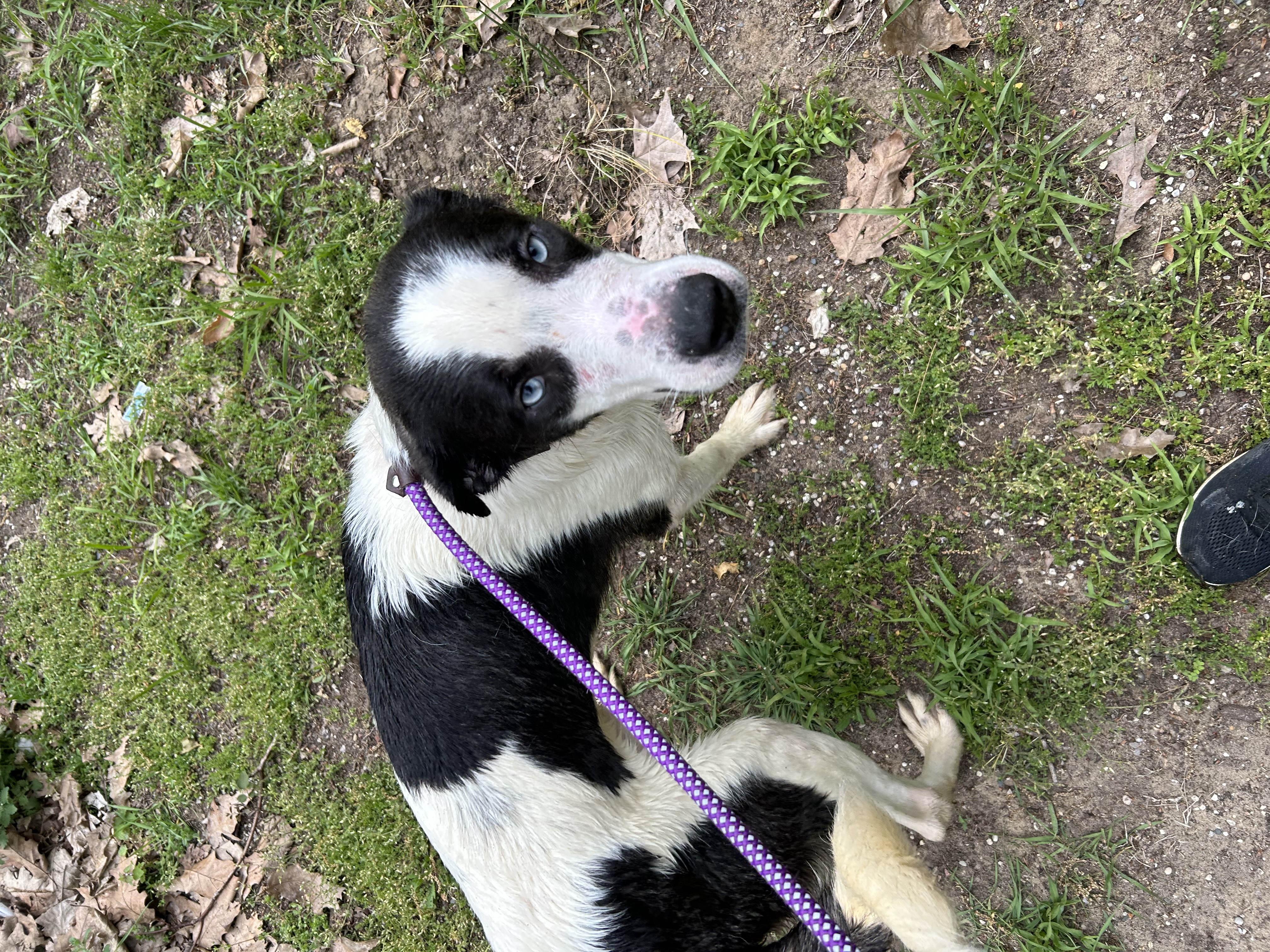 Maverick, a Adoptable mixed breed in fennville, MI image 5/6