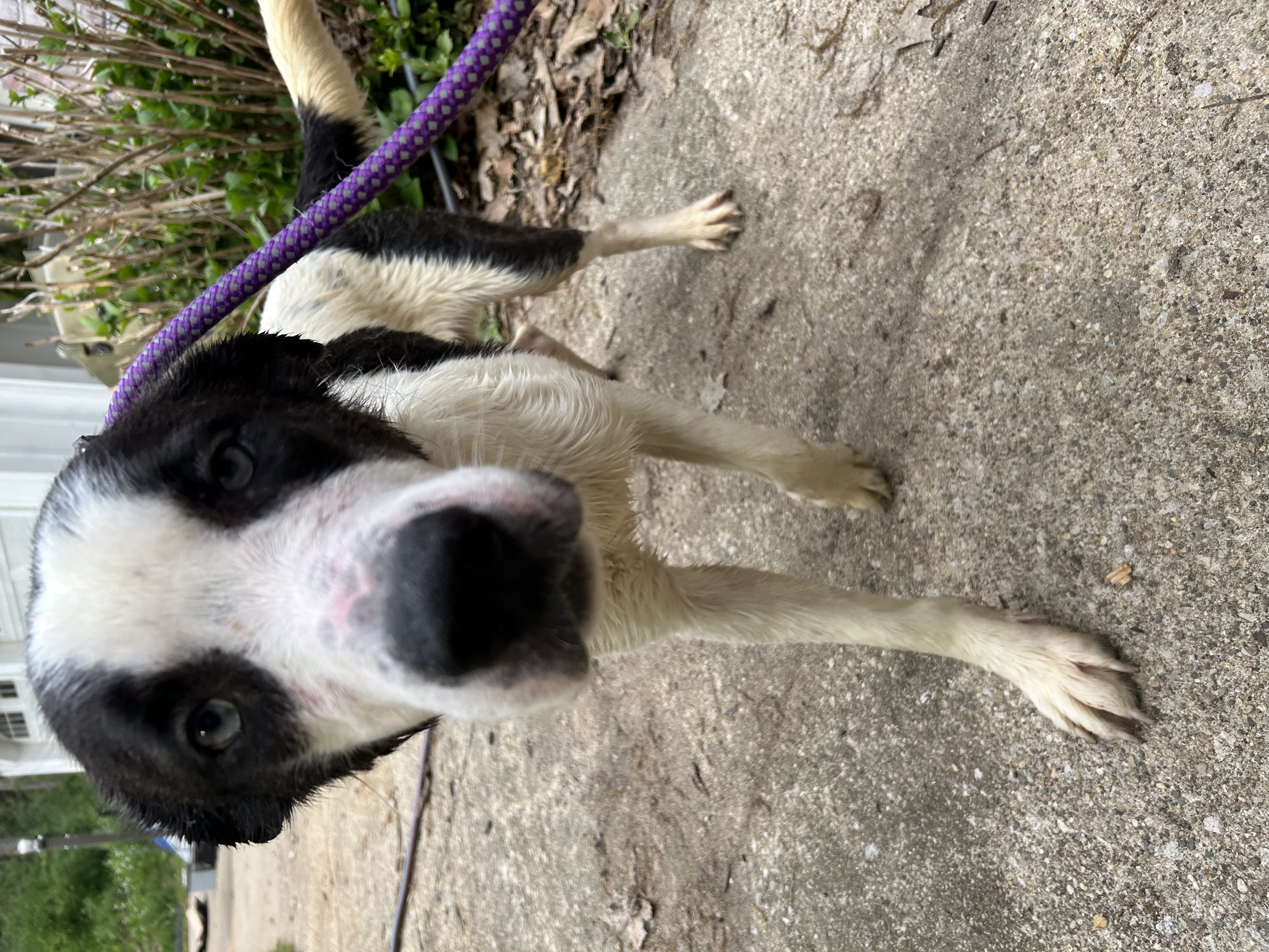 Maverick, a Adoptable mixed breed in fennville, MI image 6/6
