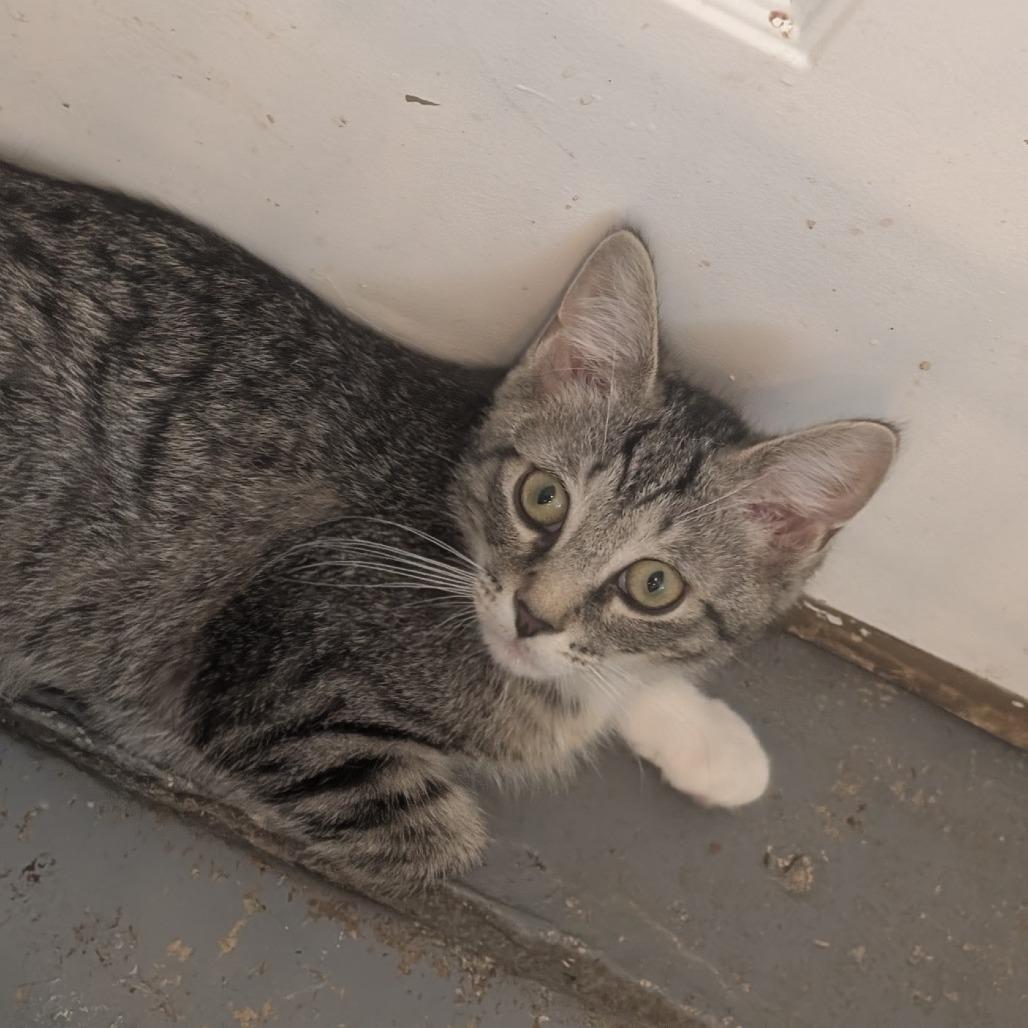 C26-041 Pancake, a Adoptable Domestic Short Hair in Franklin, PA image 2/2