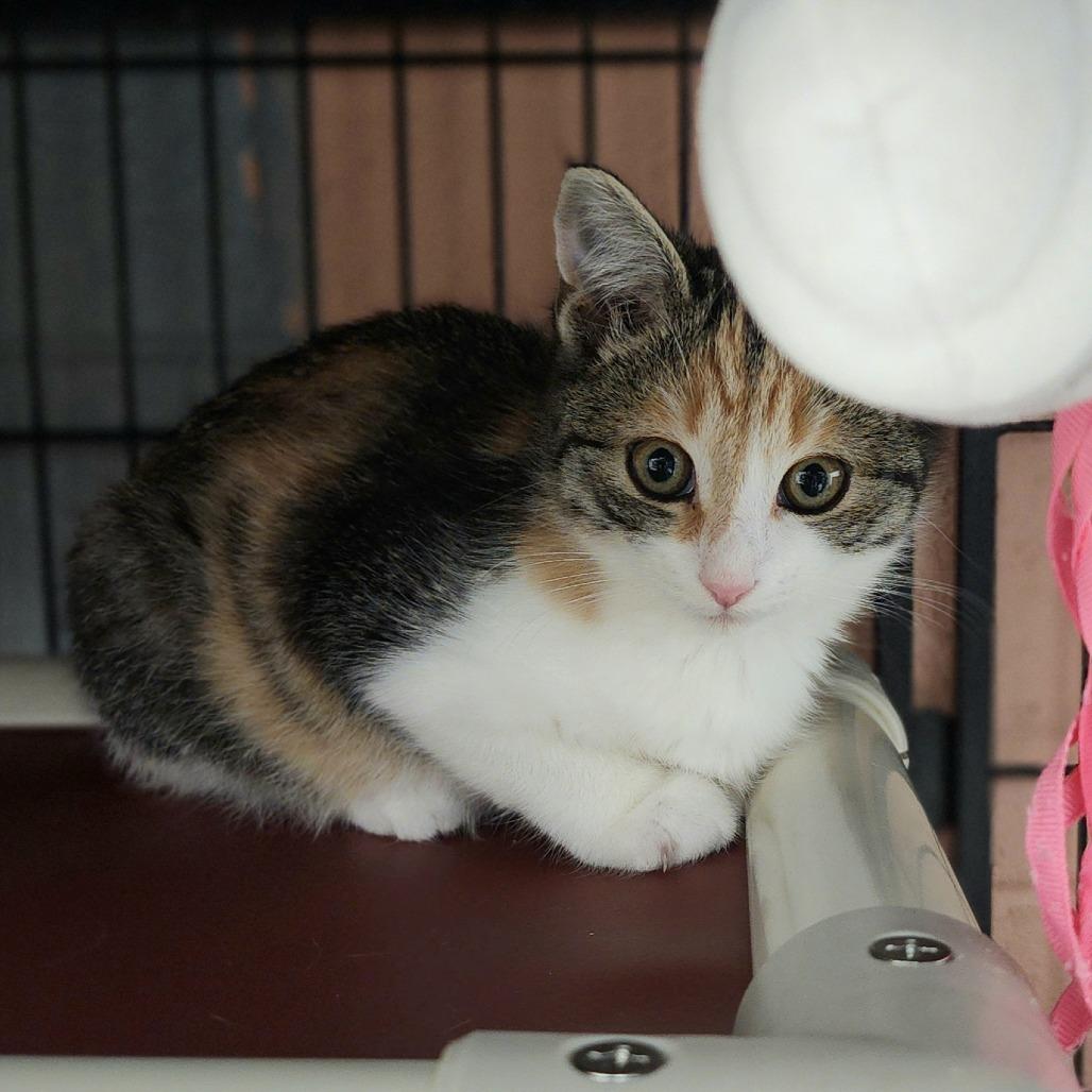 Enlarge Minty, a Adoptable Domestic Short Hair in Columbus, NC image 1/4