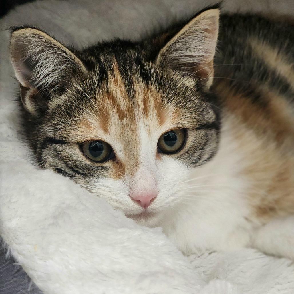 Enlarge Minty, a Adoptable Domestic Short Hair in Columbus, NC image 2/4