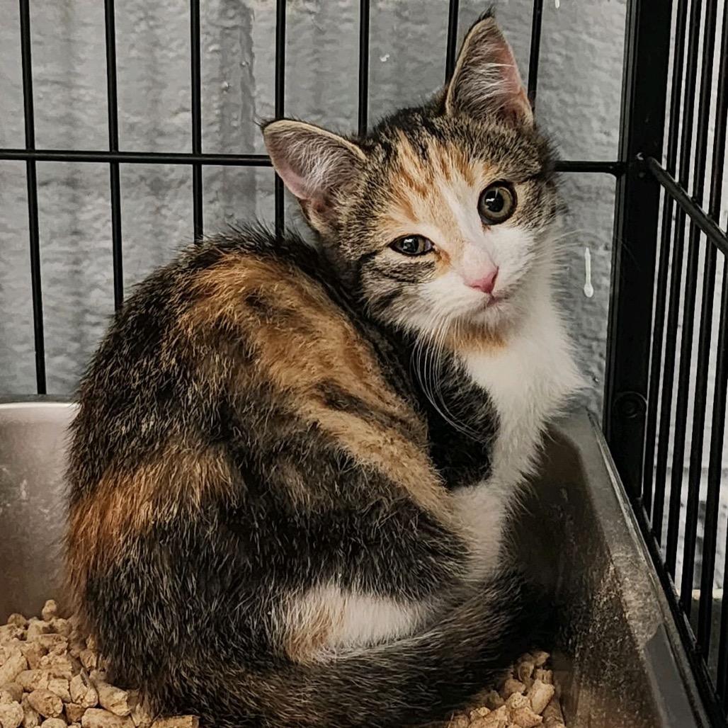 Minty, a Adoptable Domestic Short Hair in Columbus, NC image 2/2