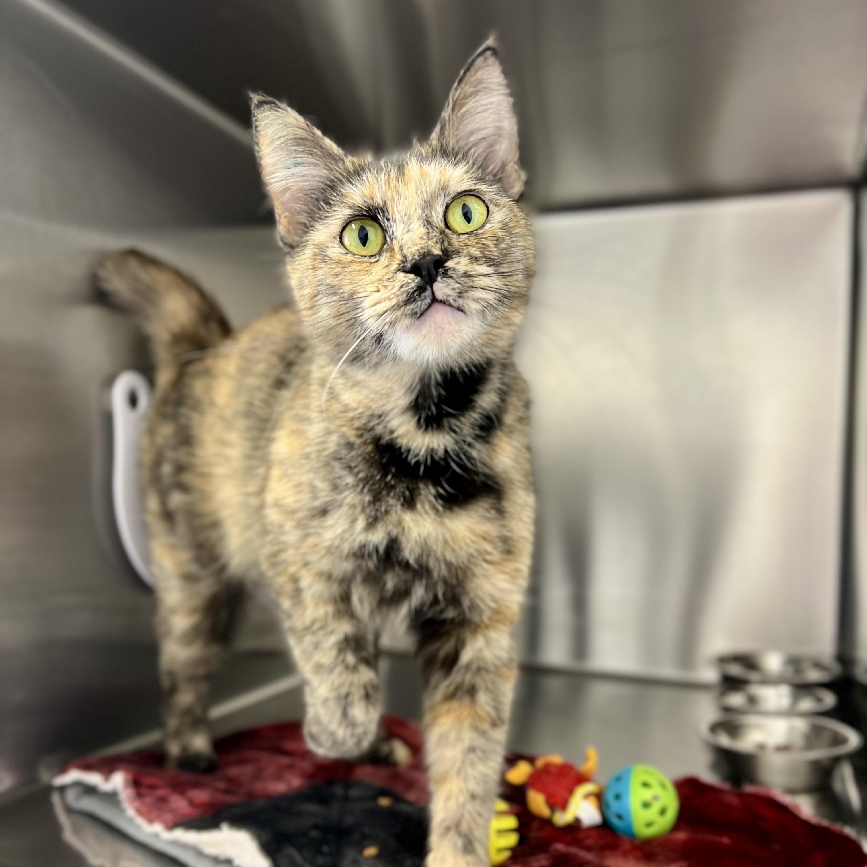 Stitch, adoptable, Adult Female Domestic Short Hair.