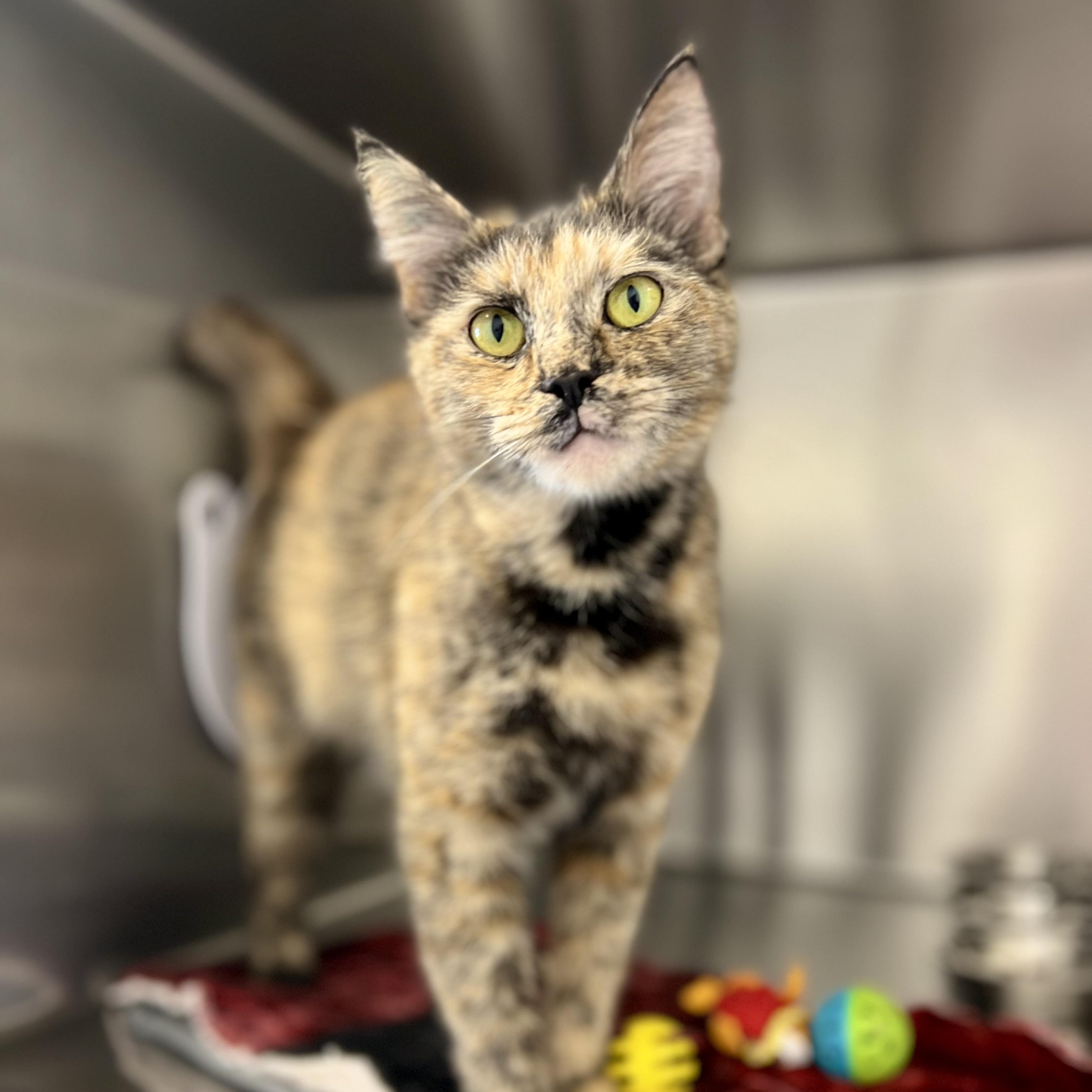 Enlarge Stitch, an adoptable Domestic Short Hair in St Stephen, NB image 2/2