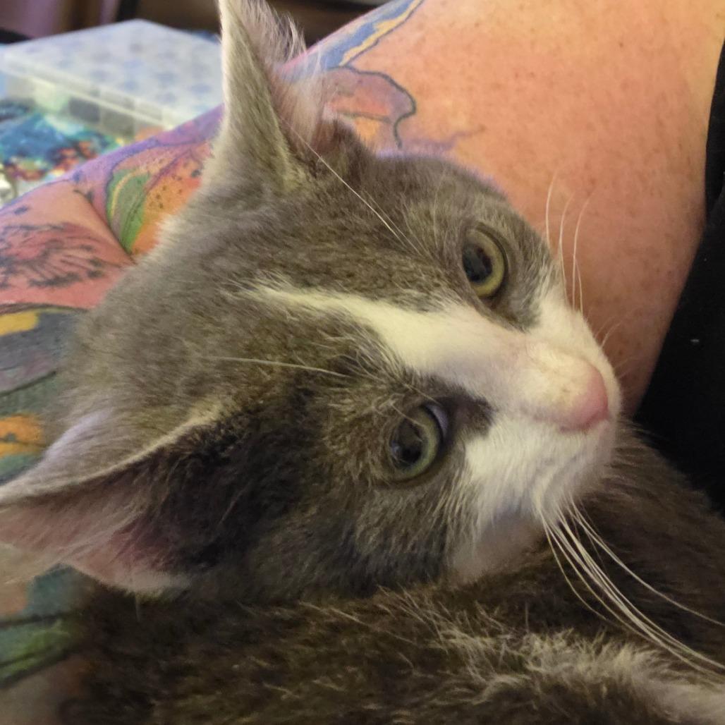 Poppy, Adoptable, Kitten Female Domestic Short Hair.