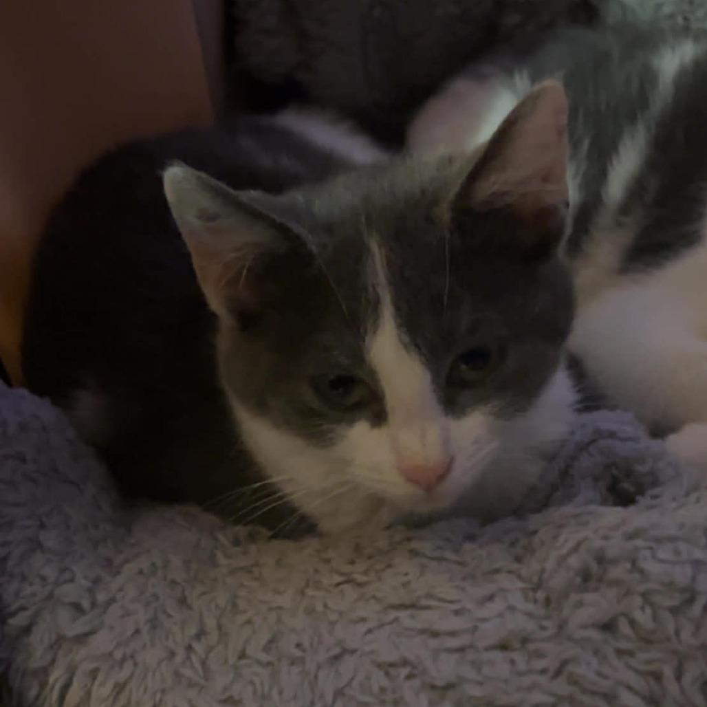 Enlarge Poppy, a Adoptable Domestic Short Hair in Shelbyville, IN image 3/3