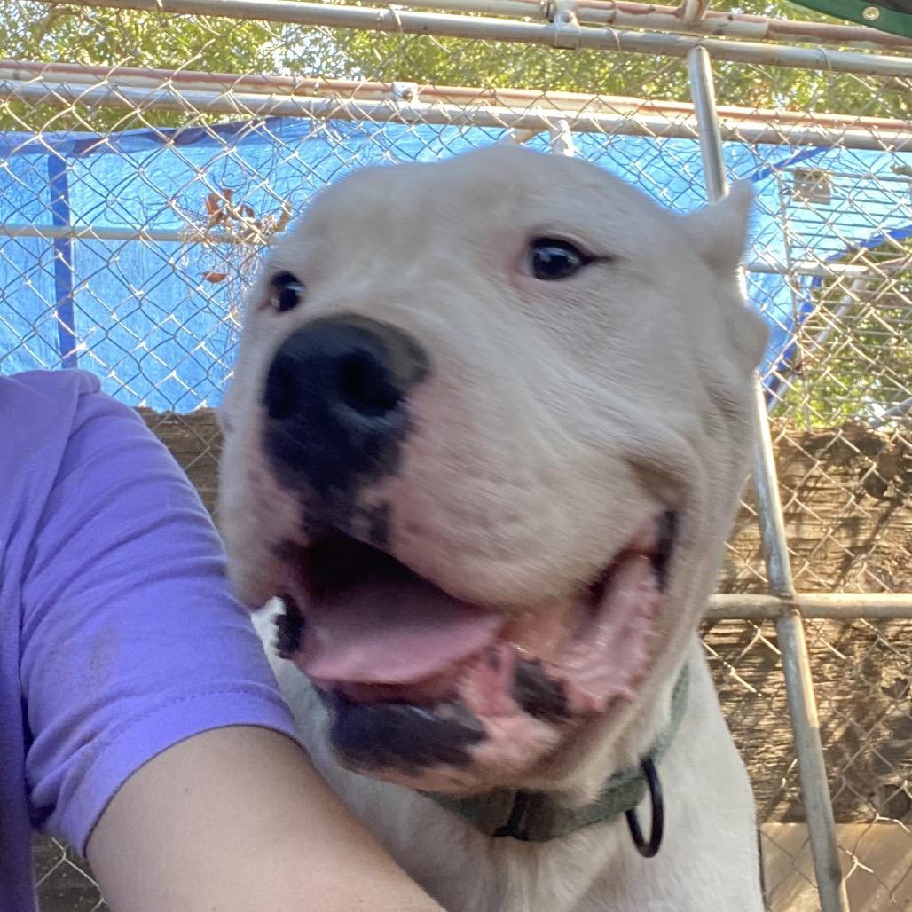 Enlarge Cain, a Adoptable Pit Bull Terrier in Stephenville, TX image 2/6