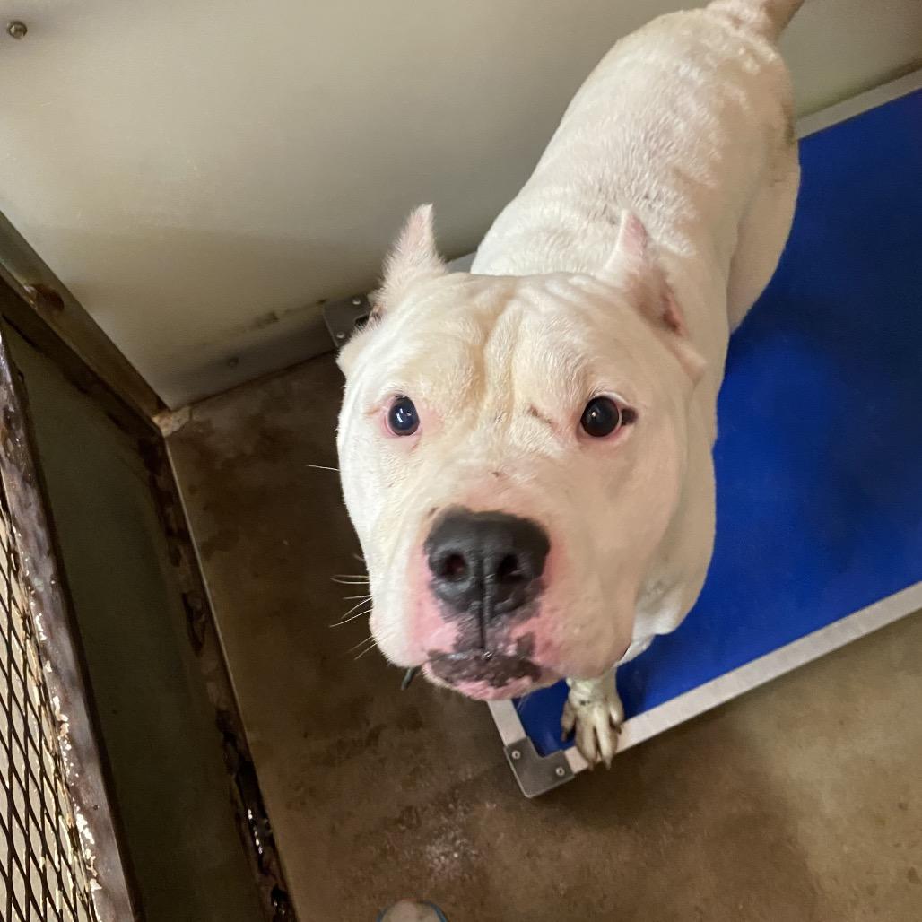 Enlarge Cain, a Adoptable Pit Bull Terrier in Stephenville, TX image 3/6