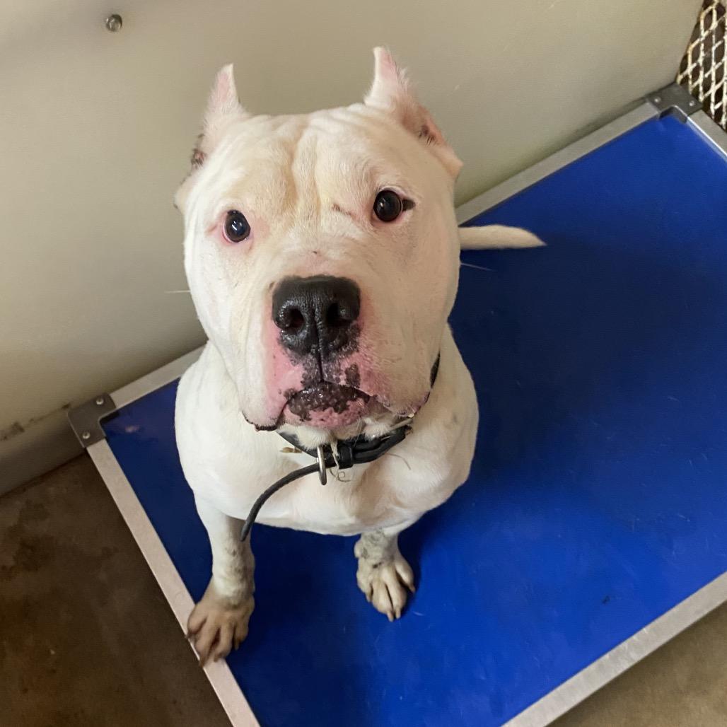 Enlarge Cain, a Adoptable Pit Bull Terrier in Stephenville, TX image 4/6