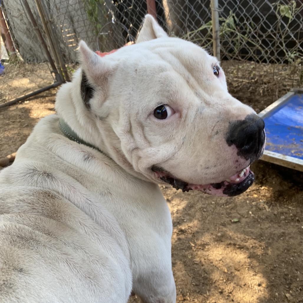 Enlarge Cain, a Adoptable Pit Bull Terrier in Stephenville, TX image 5/6