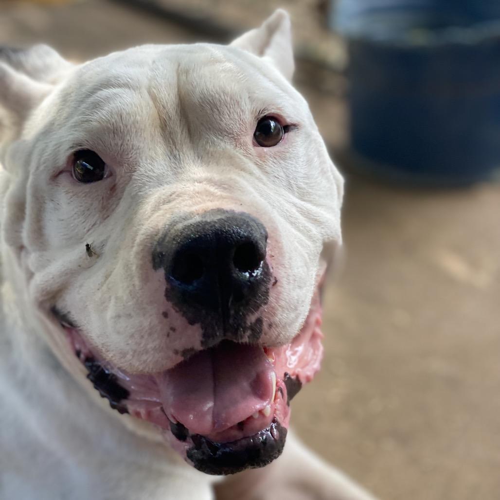 Enlarge Cain, a Adoptable Pit Bull Terrier in Stephenville, TX image 6/6
