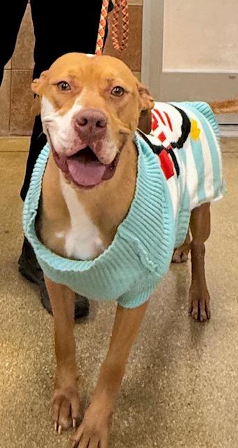 Dutchess, Adopted, Adult Female Pit Bull Terrier.