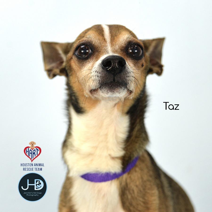 Enlarge Taz, a Adoptable mixed breed in Hockley, TX image 1/2