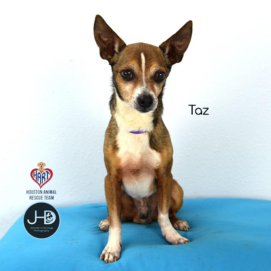 Enlarge Taz, a Adoptable mixed breed in Hockley, TX image 2/2