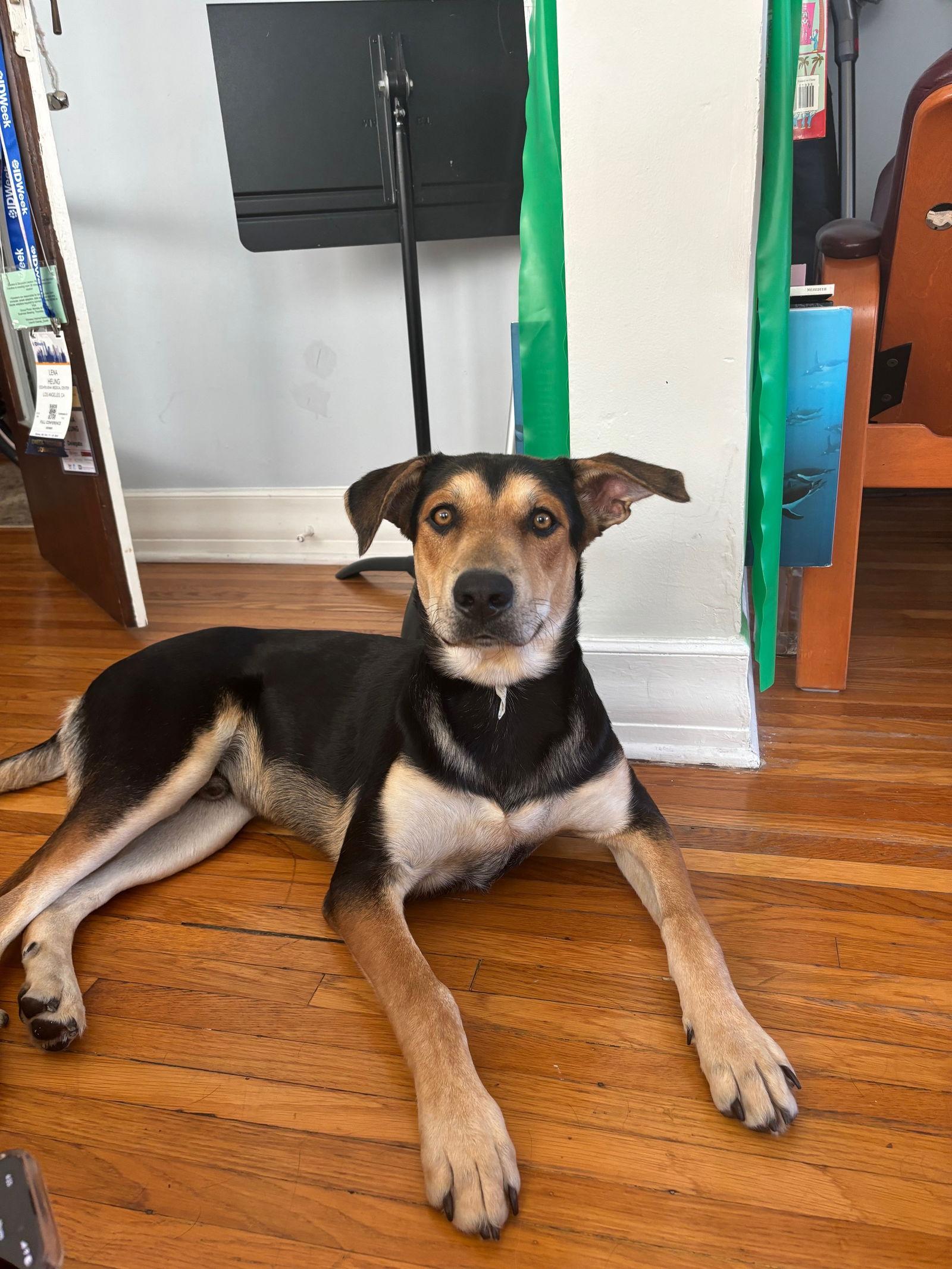 Sully, a Adoptable mixed breed in Los Angeles, CA image 1/3
