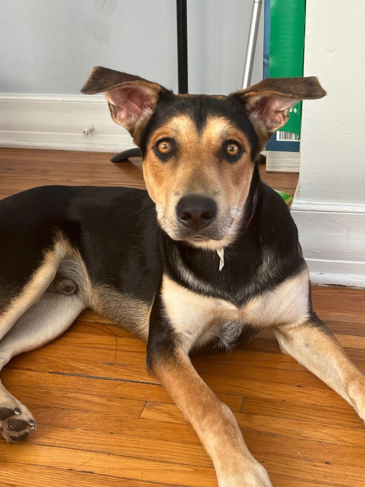 Sully, a Adoptable mixed breed in Los Angeles, CA image 2/3