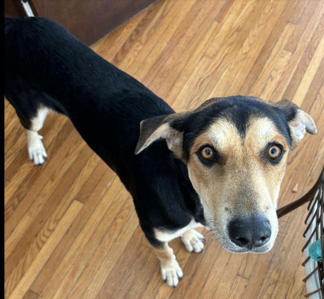 Sully, a Adoptable mixed breed in Los Angeles, CA image 3/3