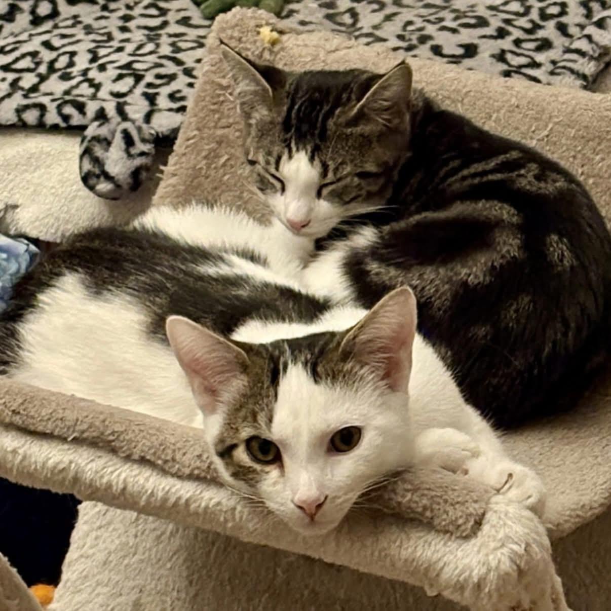 Lancelot & Guinevere (bonded pair), Adoptable, Kitten Male Domestic Short Hair.
