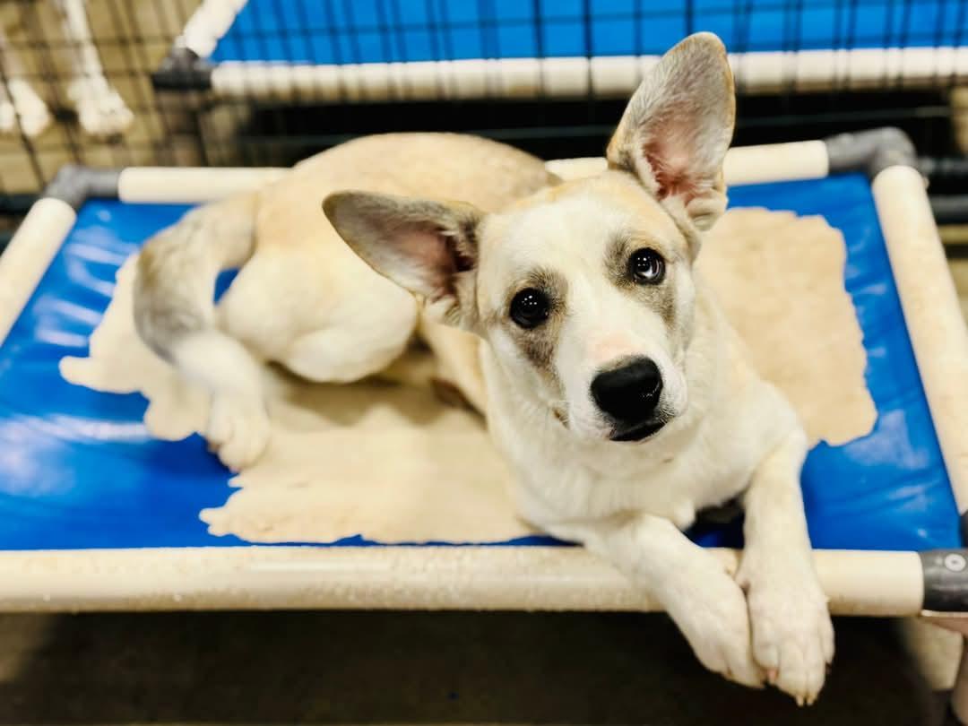 Macy Marie, Adoptable, Young Female Mixed Breed.