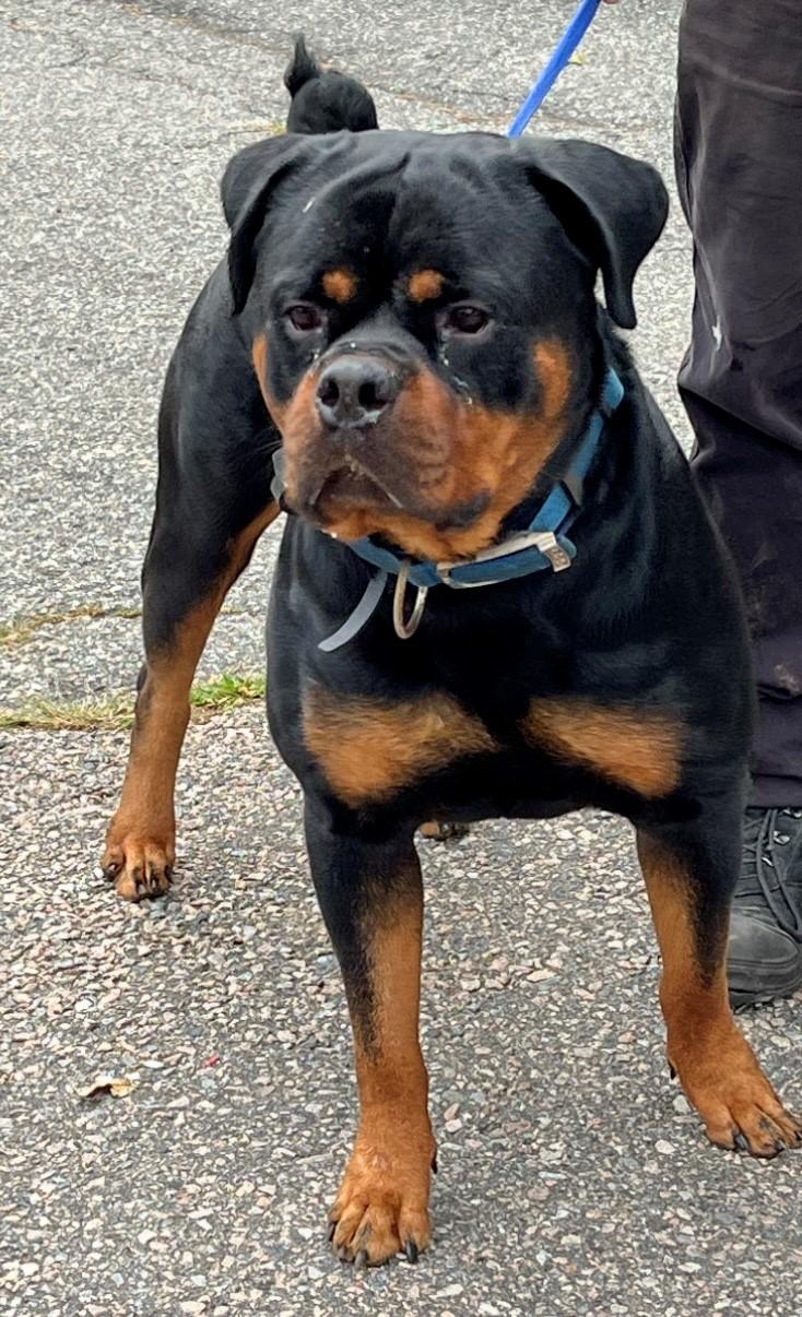 Bartholomew, Adoptable, Adult Male Rottweiler.