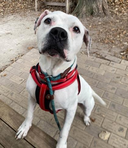 Bidzil, Adoptable, Adult Male Boxer & Mixed Breed.