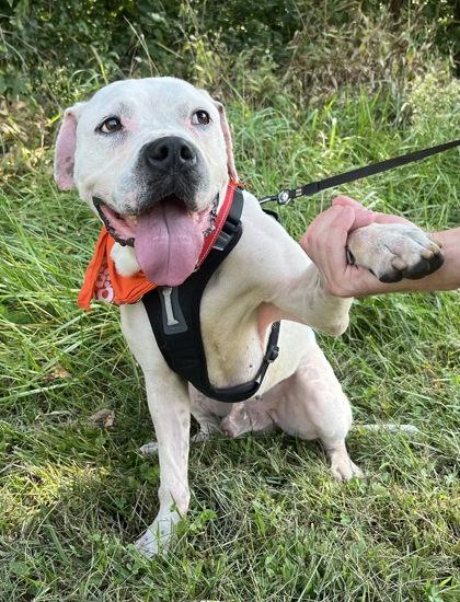 Enlarge Bidzil, a Adoptable mixed breed in Hobart, IN image 2/3