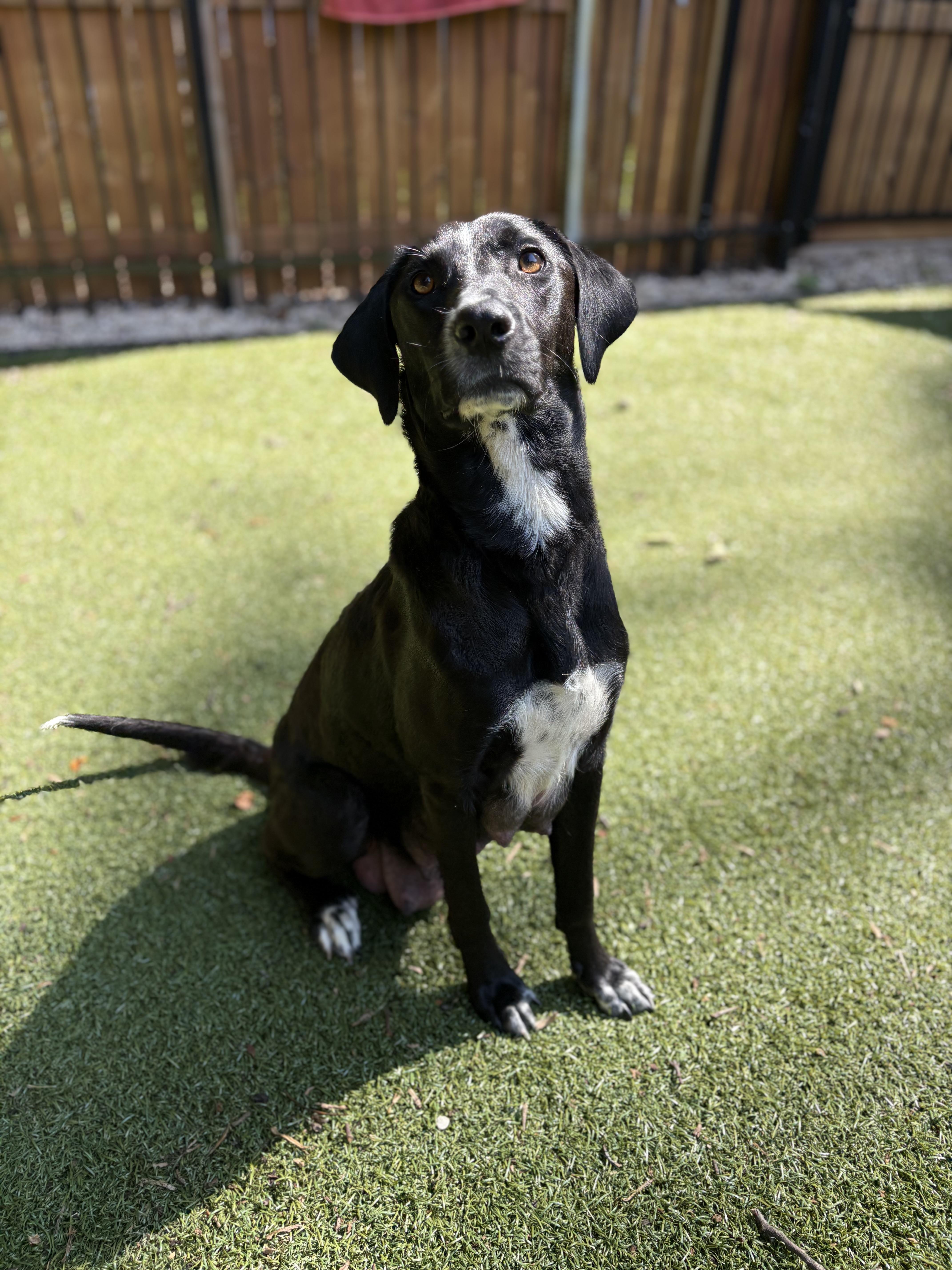 Justice, a ADOPTABLE mixed breed in Charlotte, NC image 3/6