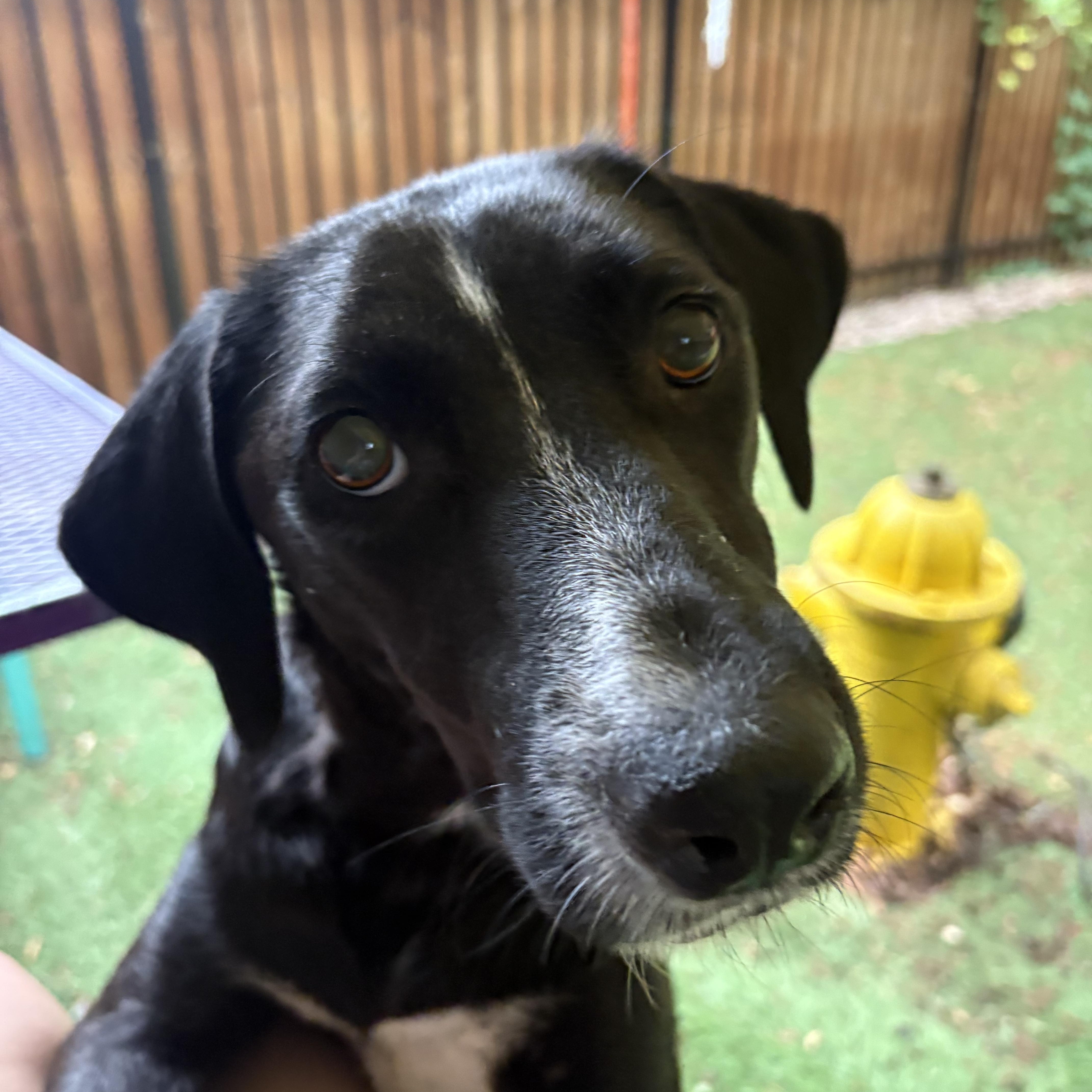 Justice, a ADOPTABLE mixed breed in Charlotte, NC image 1/6