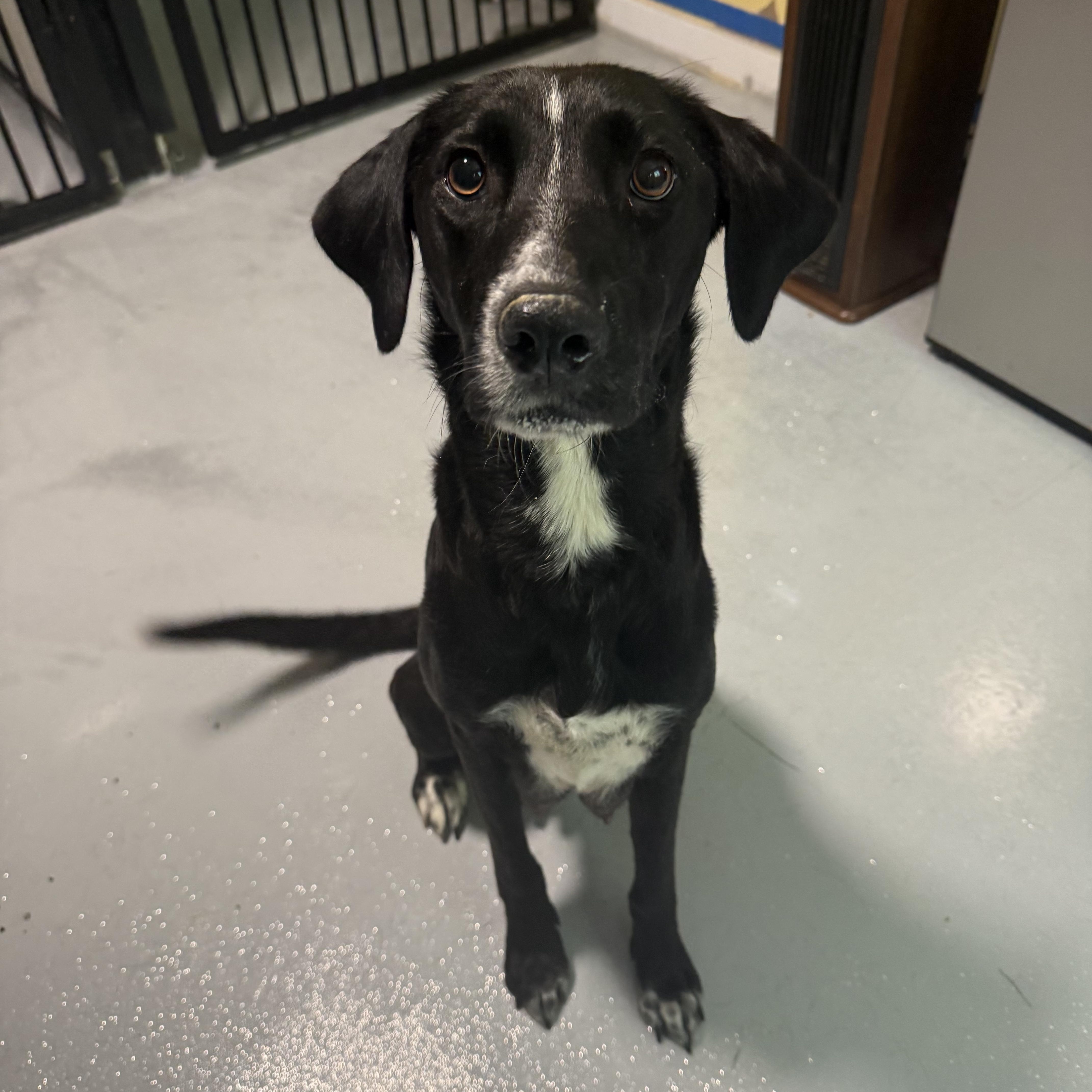 Justice, a ADOPTABLE mixed breed in Charlotte, NC image 2/6