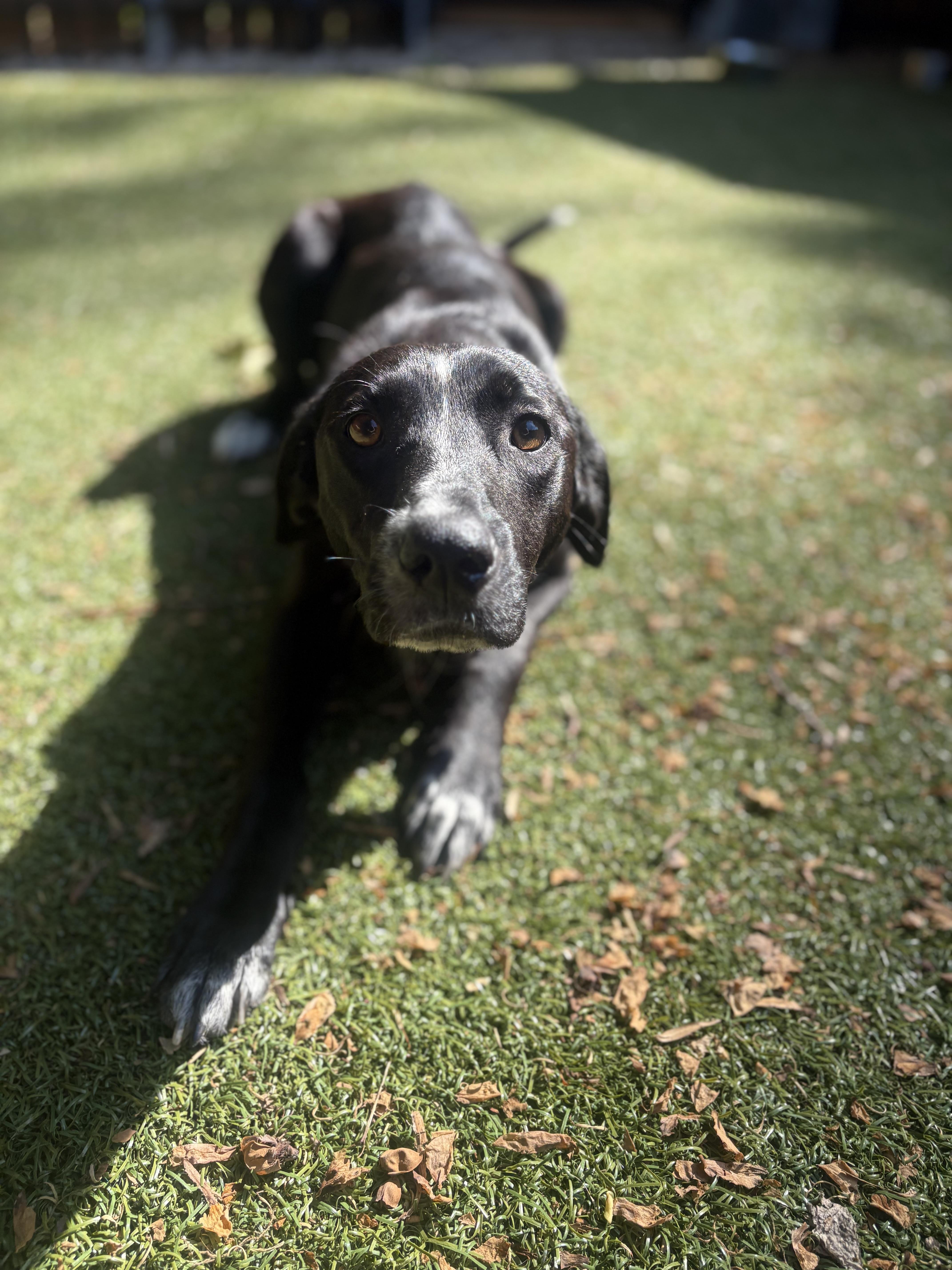 Justice, a ADOPTABLE mixed breed in Charlotte, NC image 6/6