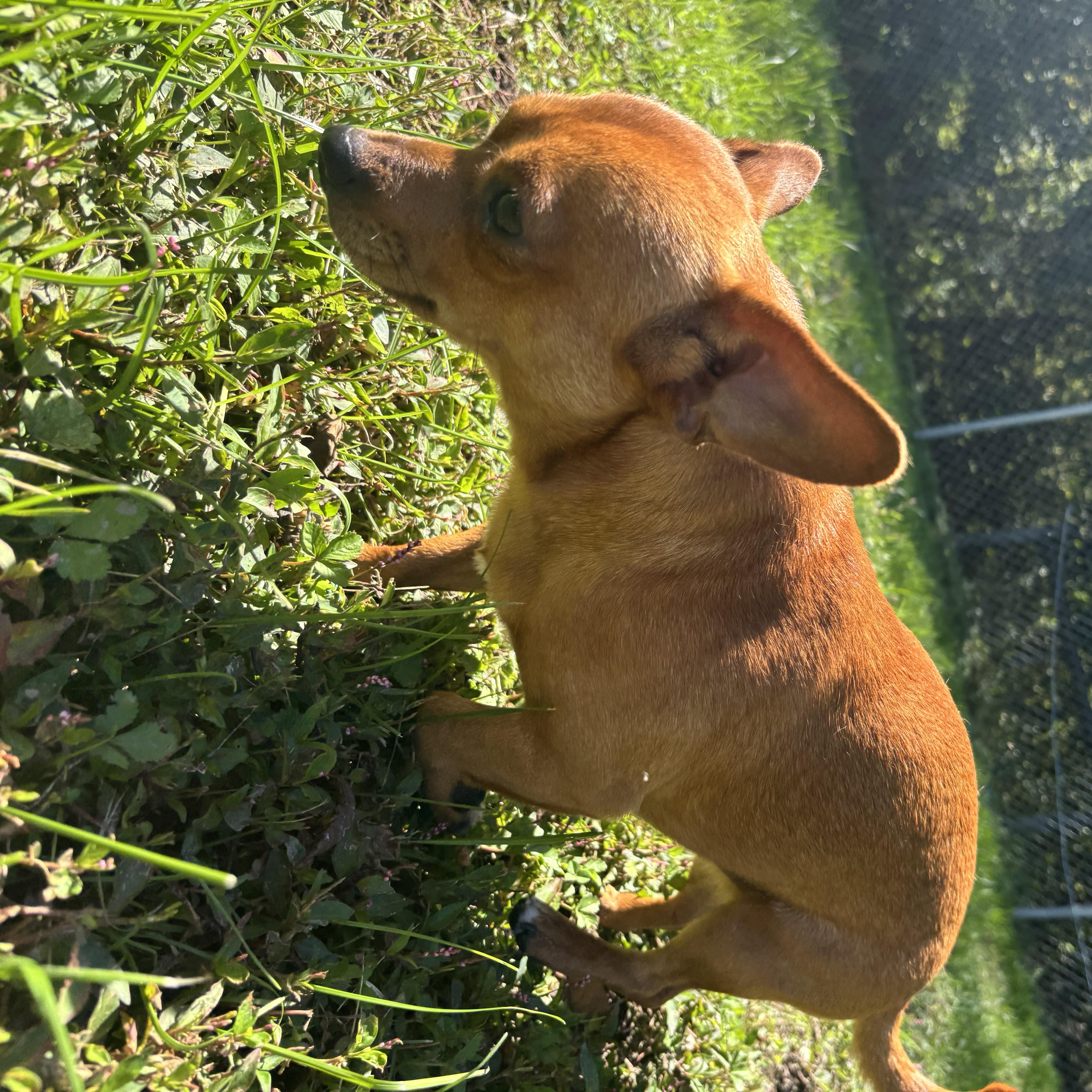 Enlarge Pickle, a Adopted mixed breed in Circleville, OH image 3/3