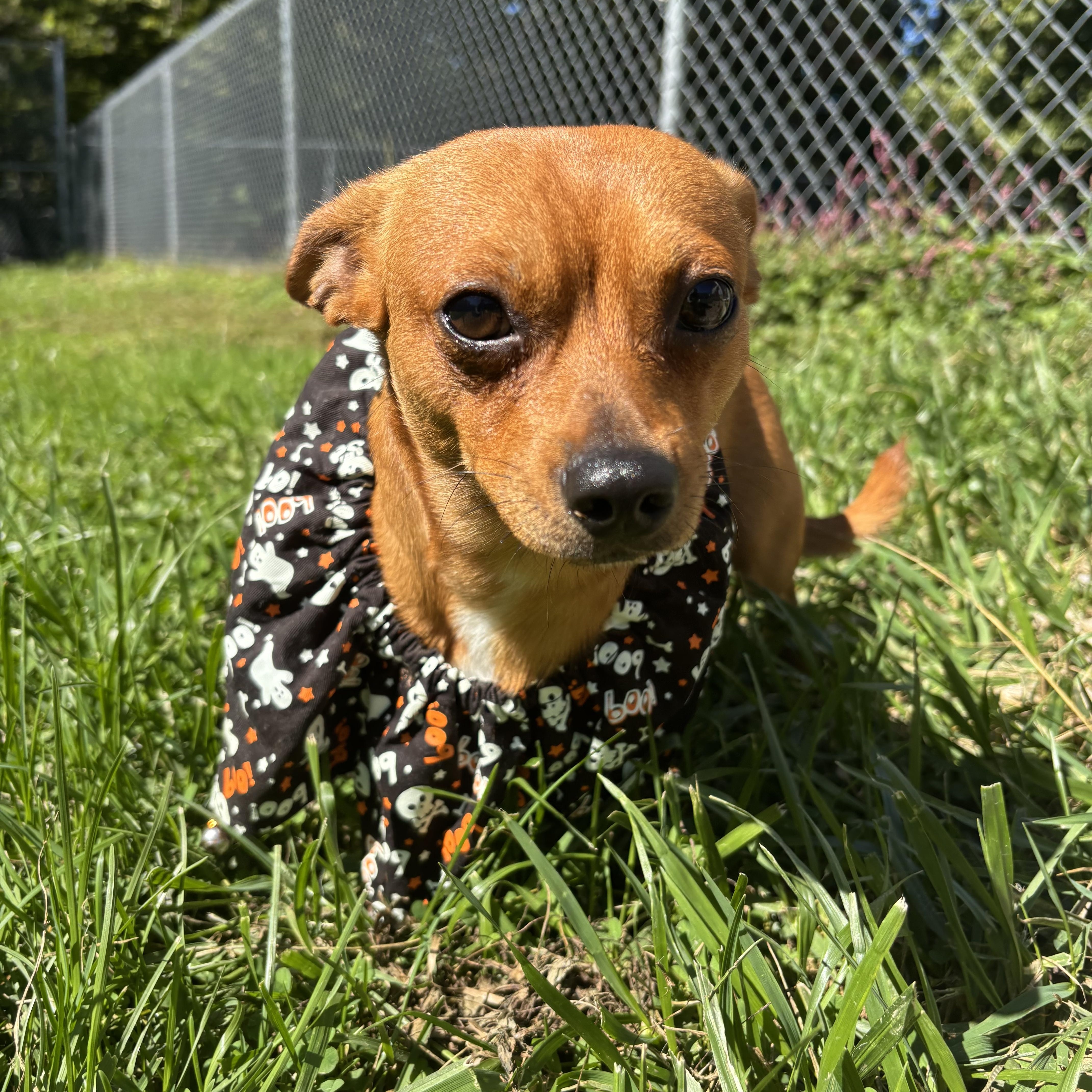 Pickle, Adopted, Young Male Chihuahua.