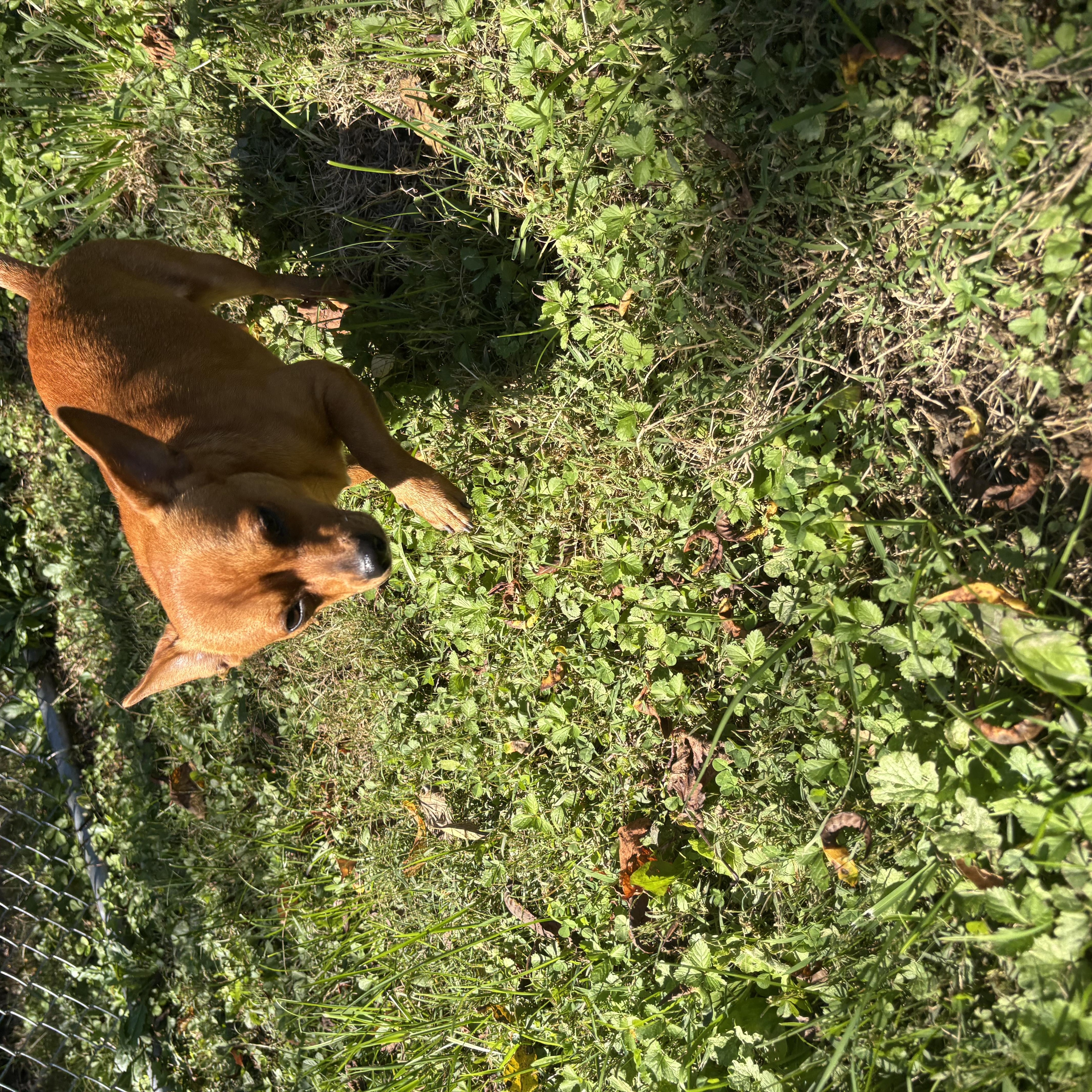 Enlarge Pickle, a Adopted mixed breed in Circleville, OH image 2/3