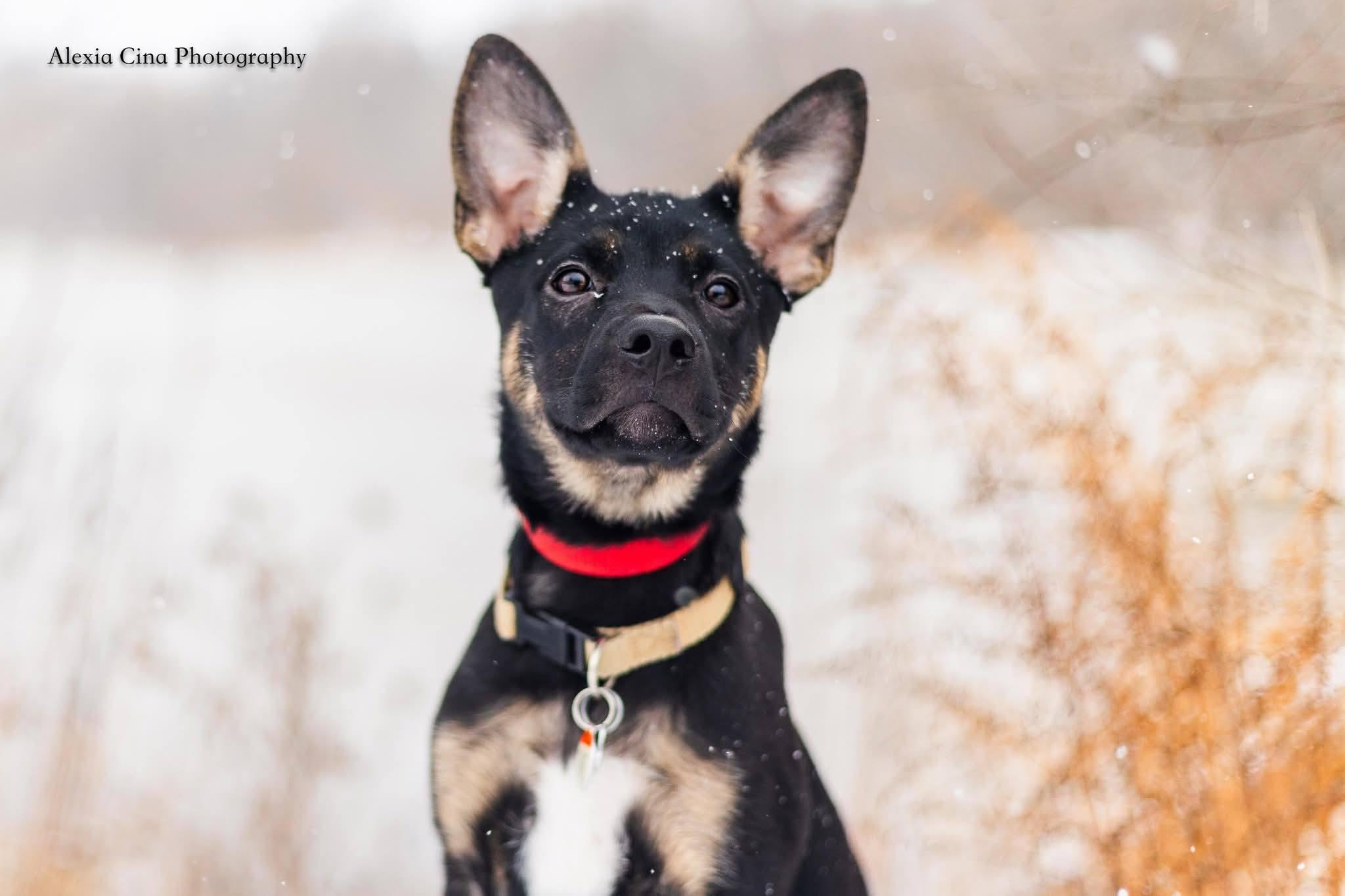 Enlarge Natalie, a ADOPTABLE mixed breed in Drumbo, ON image 4/5