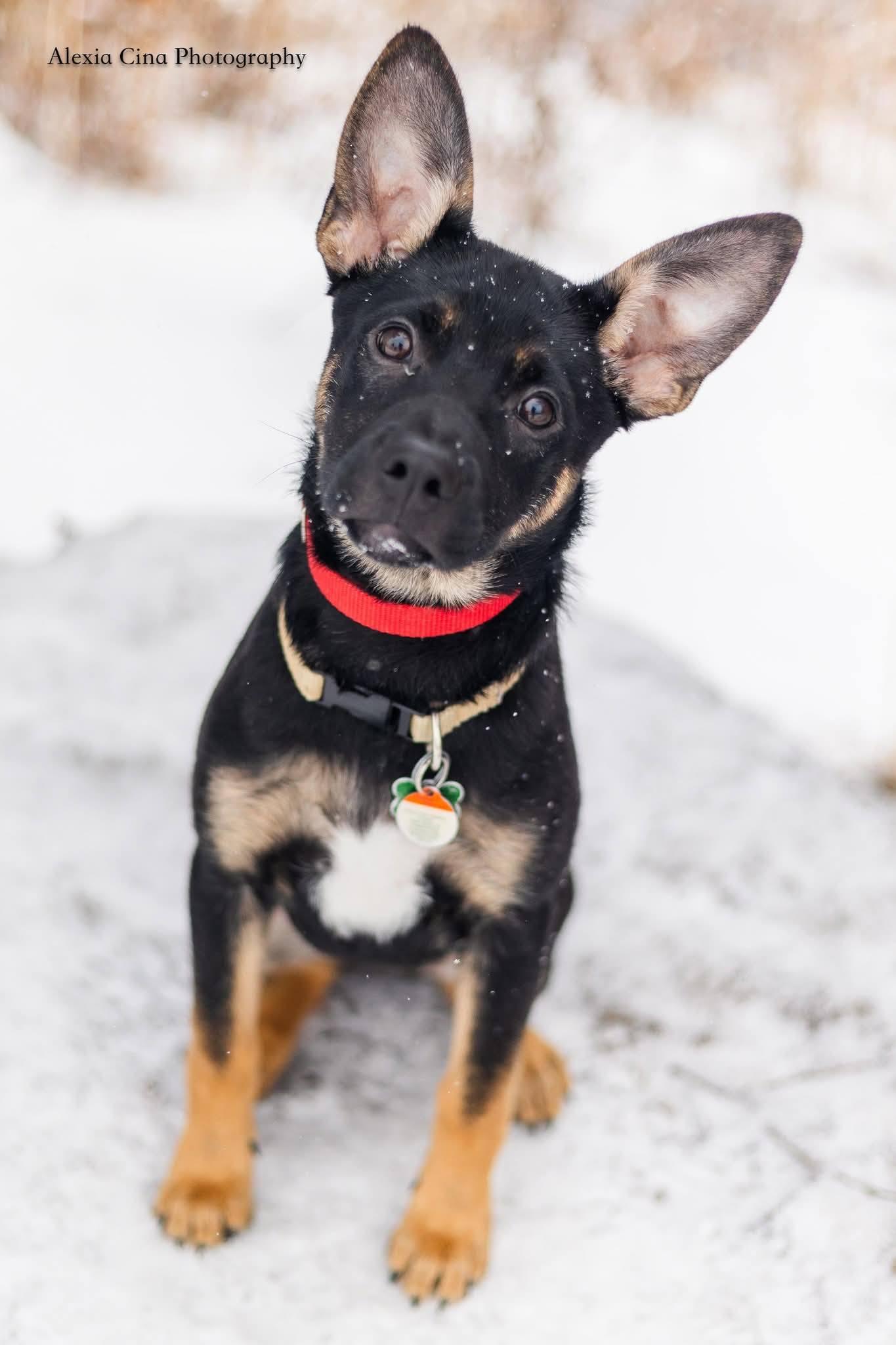 Enlarge Natalie, a ADOPTABLE mixed breed in Drumbo, ON image 1/5