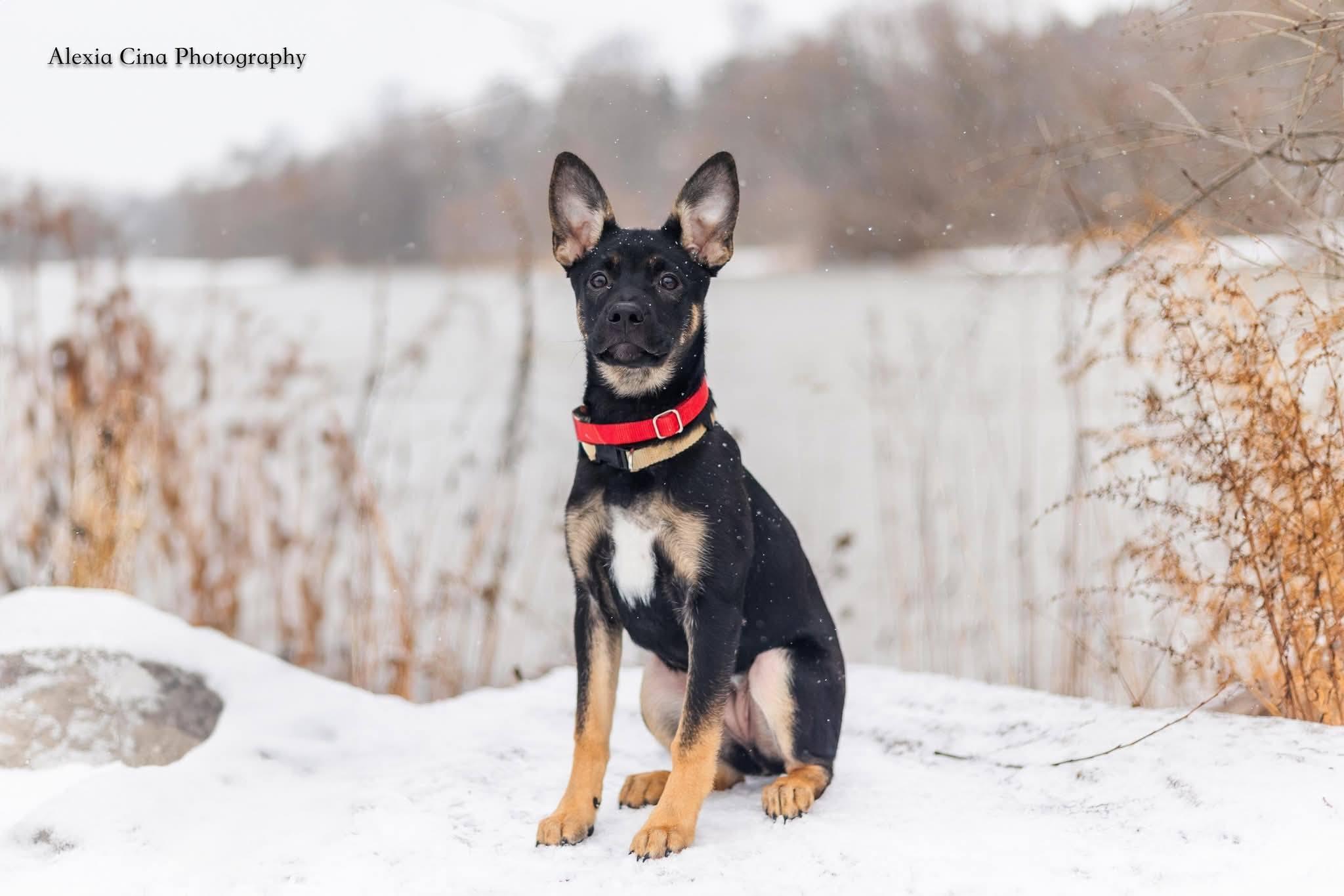 Enlarge Natalie, a ADOPTABLE mixed breed in Drumbo, ON image 3/5