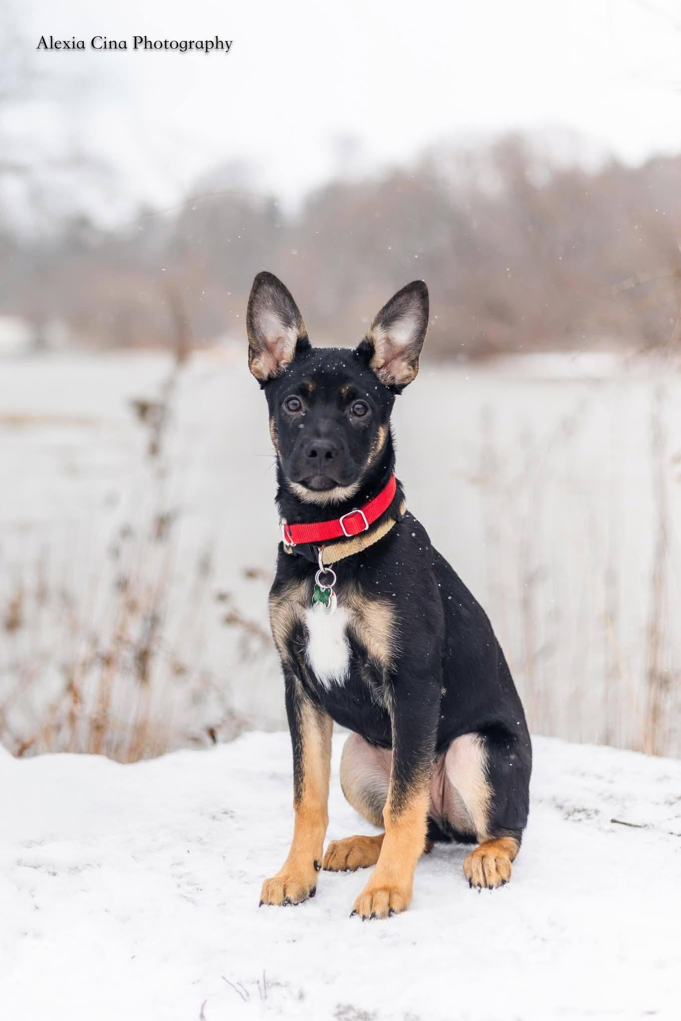 Enlarge Natalie, a ADOPTABLE mixed breed in Drumbo, ON image 5/5