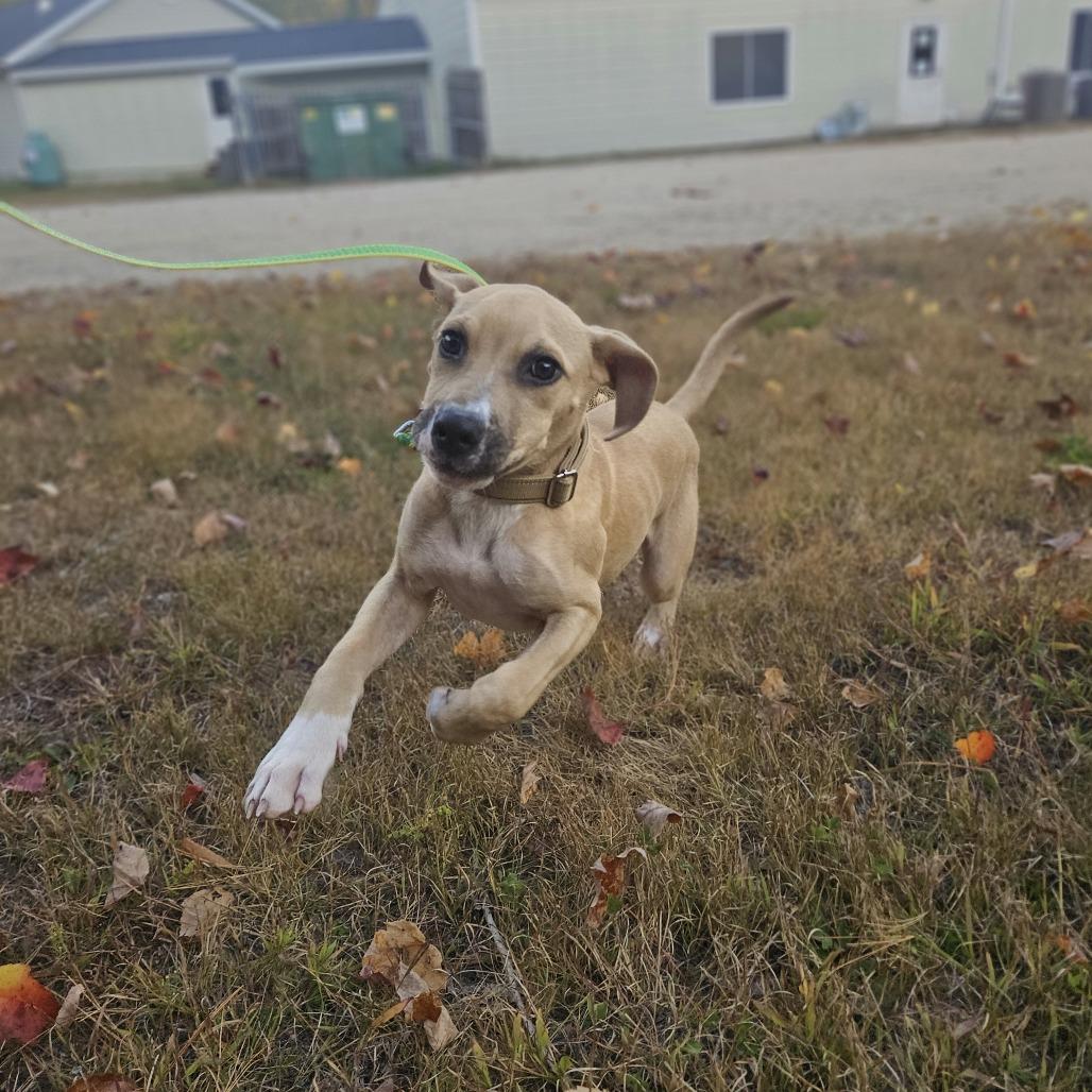 Enlarge Camo-Available Soon!, a Adoptable Boxer in Conway, NH image 1/3