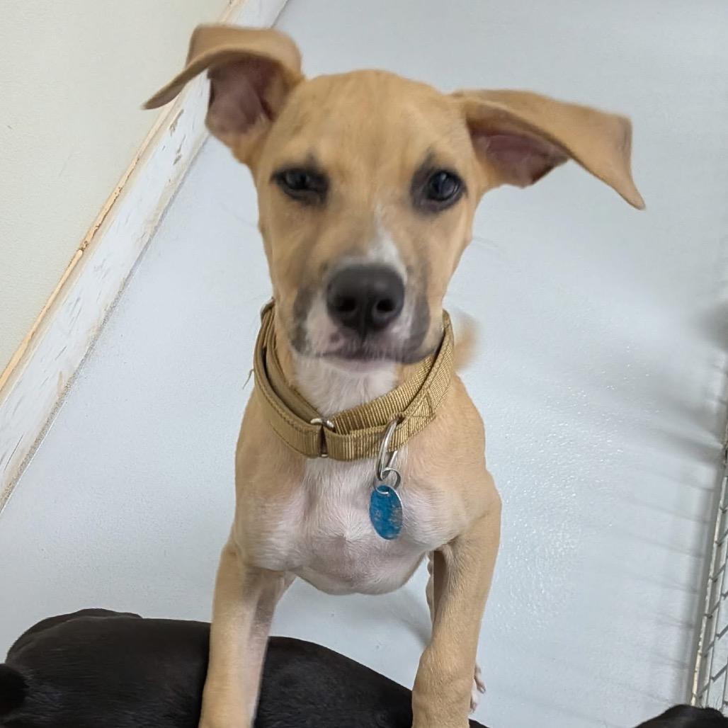 Enlarge Camo-Available Soon!, a Adoptable Boxer in Conway, NH image 2/3