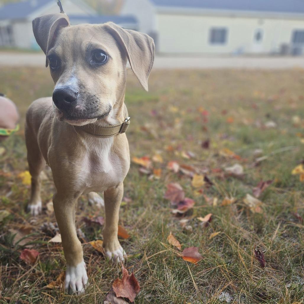 Enlarge Camo-Available Soon!, a Adoptable Boxer in Conway, NH image 3/3