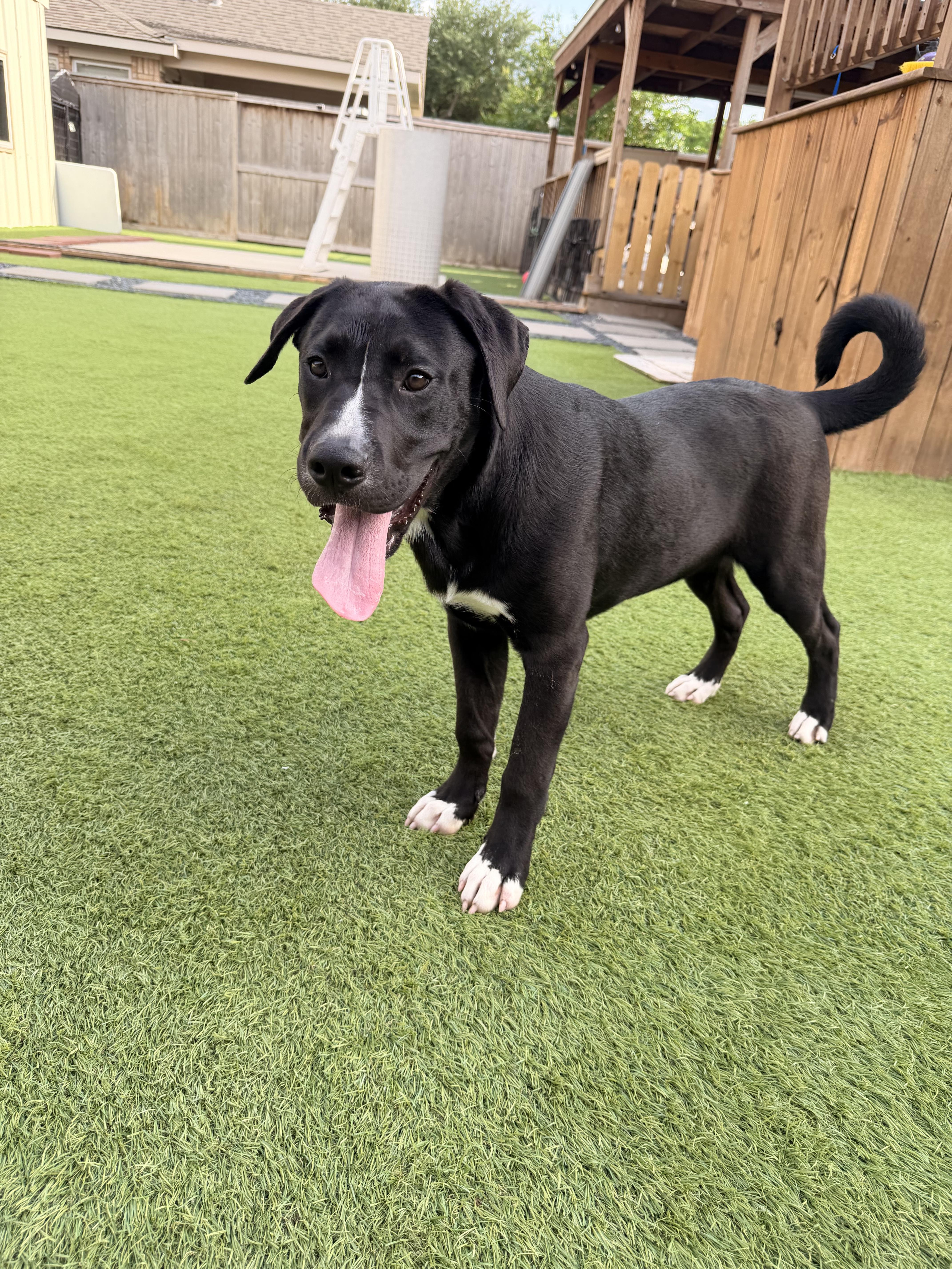 Enlarge Tommy, an adopted mixed breed in West Islip, NY image 2/2