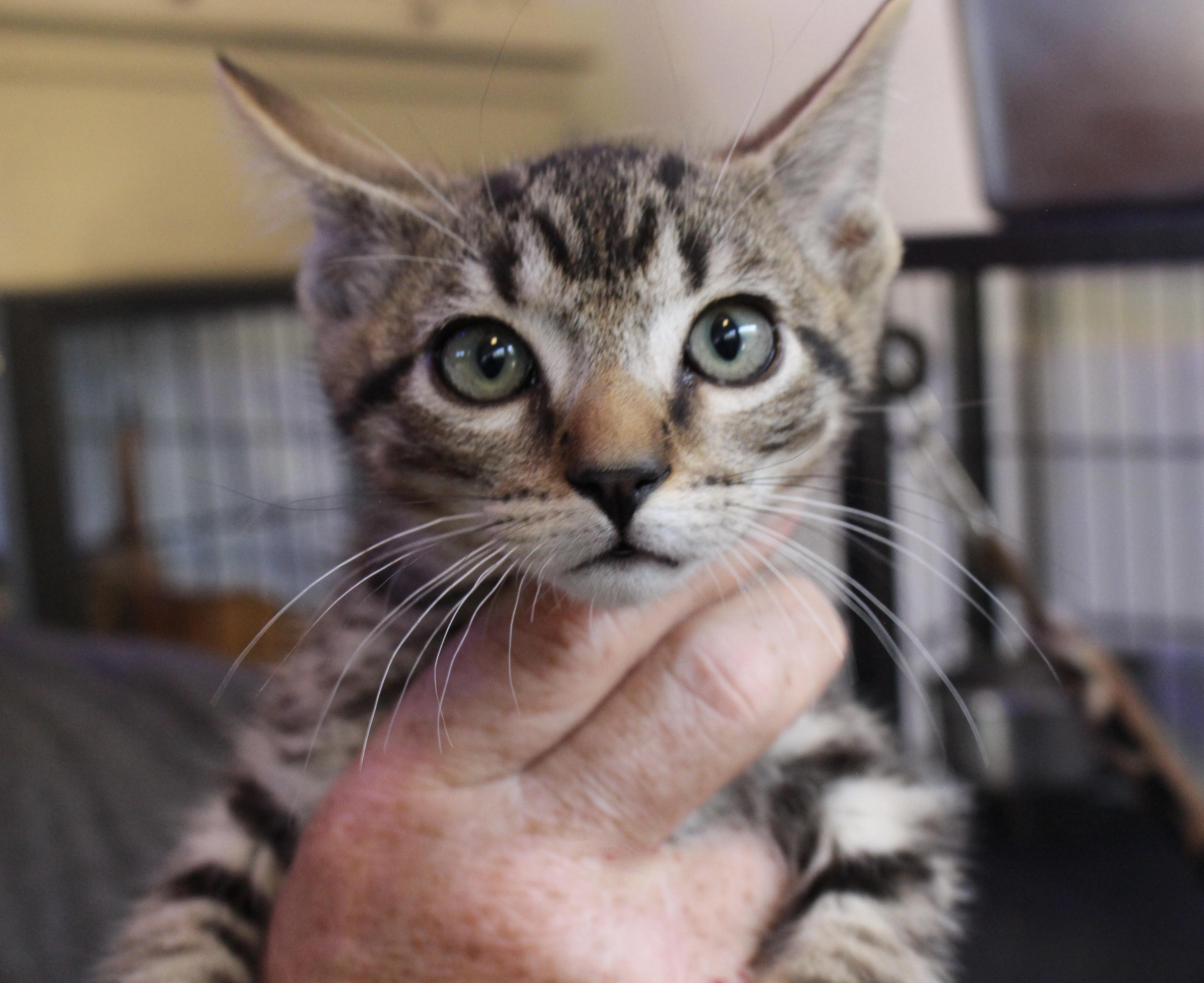 0903-2502, Adoptable, Kitten Male Domestic Short Hair.