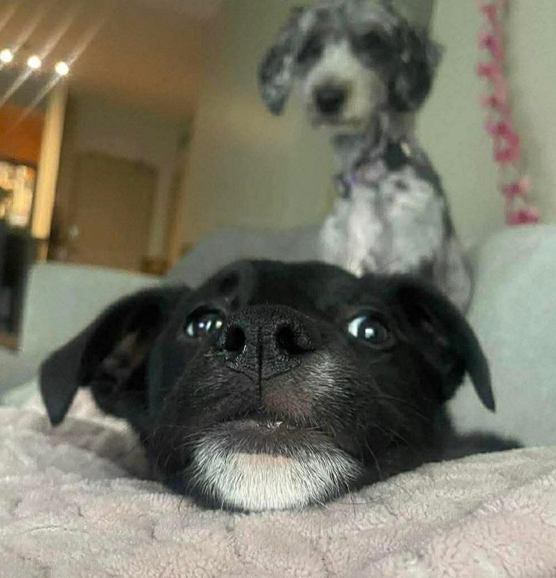 Enlarge AMY, an adopted mixed breed in Pegram, TN image 6/6