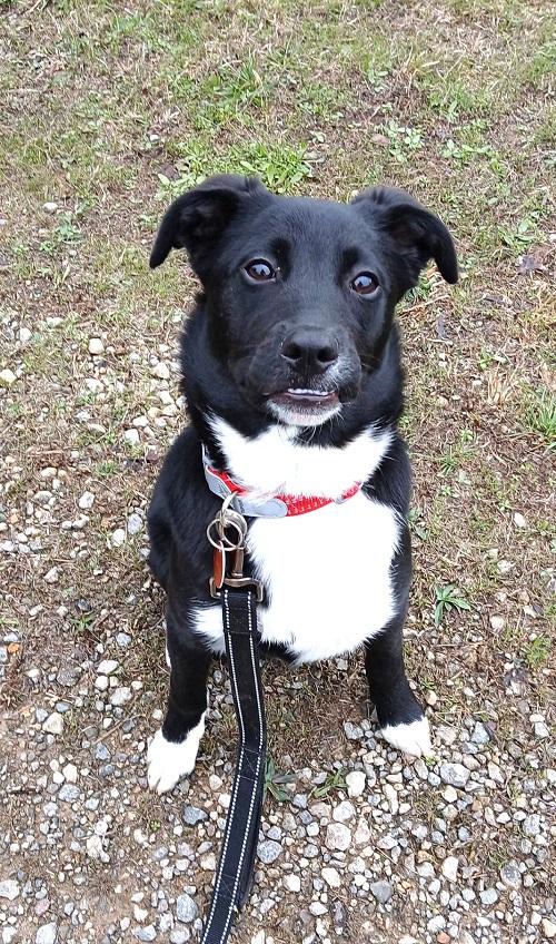 Enlarge AMY, an adopted mixed breed in Pegram, TN image 3/6