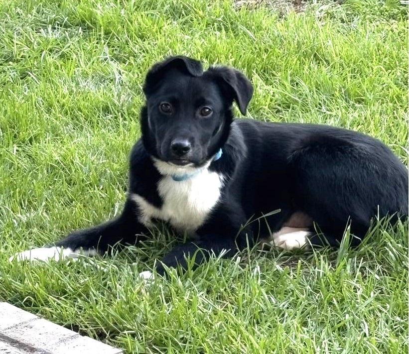 Enlarge AMY, an adopted mixed breed in Pegram, TN image 2/6